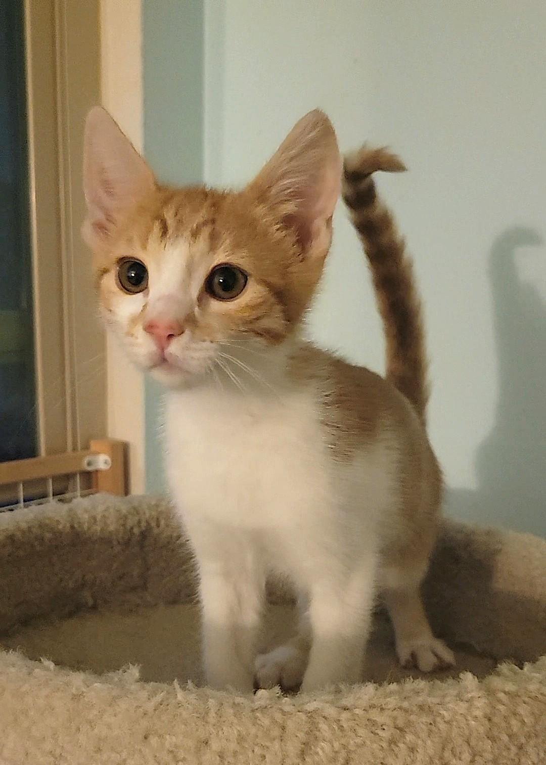 Enlarge Otto, an adopted Domestic Short Hair in Irvine, CA image 4/4