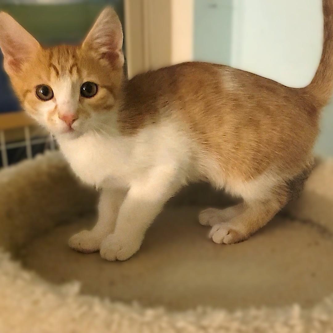 Enlarge Otto, an adopted Domestic Short Hair in Irvine, CA image 3/4