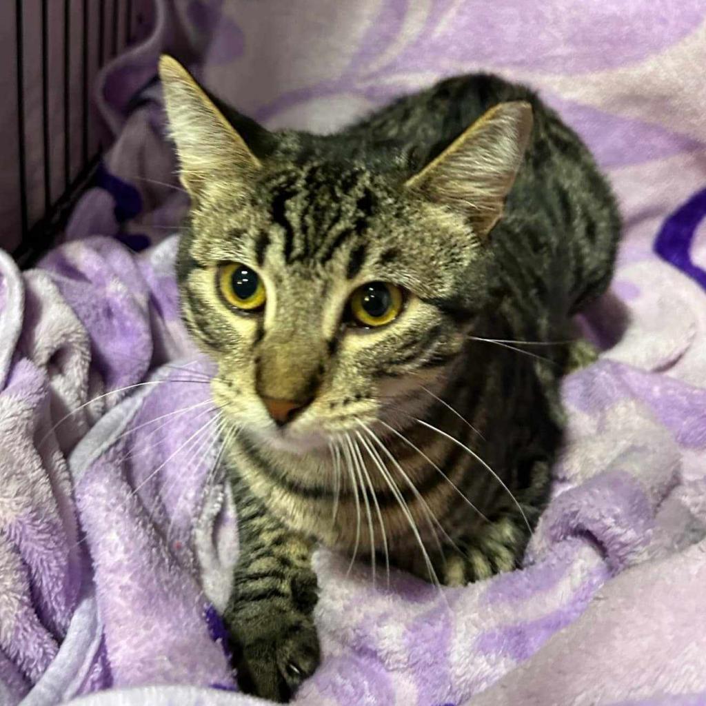 Fernando, Adoptable, Adult Male Domestic Short Hair.