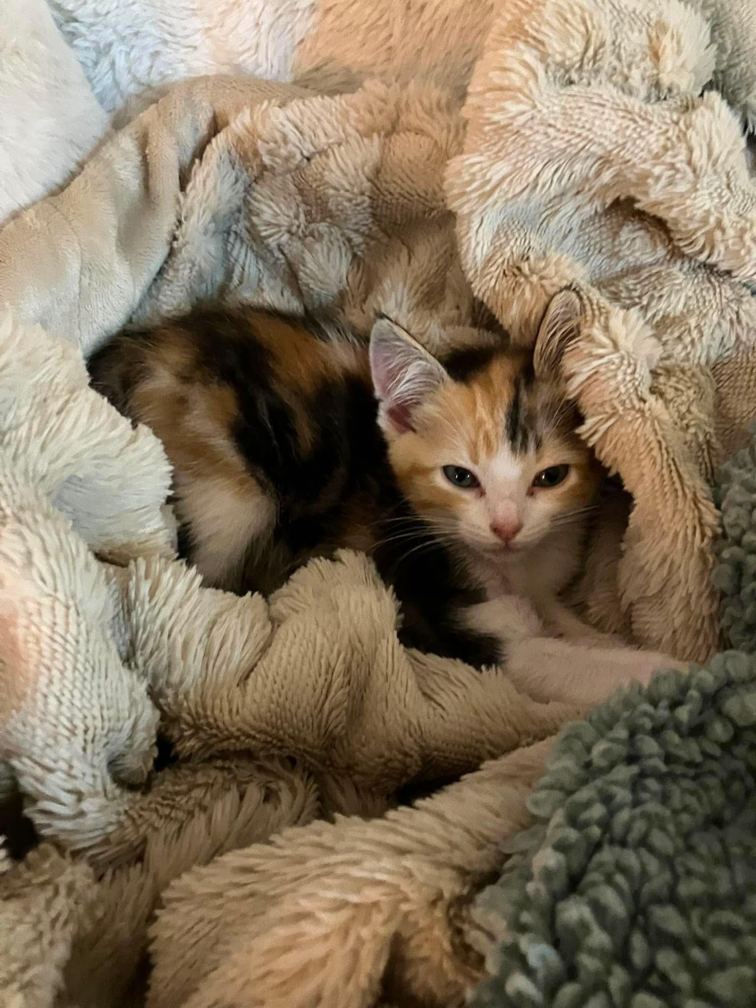 Vixen - Sweet and affectionate, a Adoptable Domestic Short Hair in Muskego, WI image 5/6