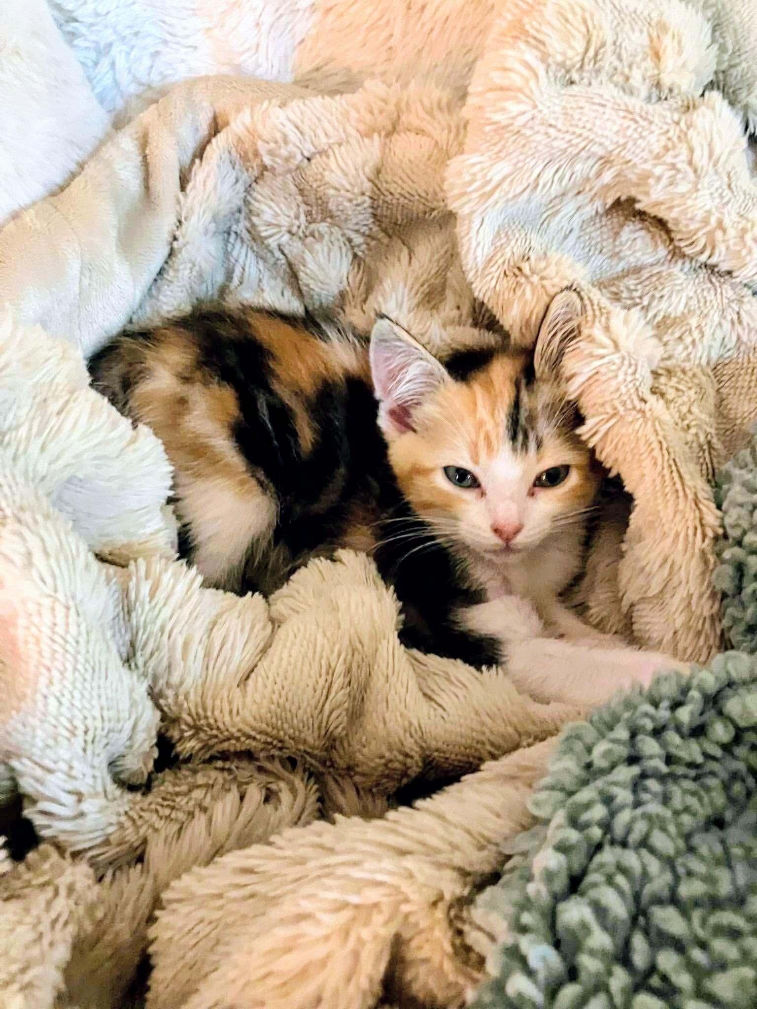 Vixen - Sweet and affectionate, a Adoptable Domestic Short Hair in Muskego, WI image 1/6