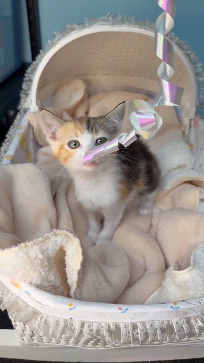 Enlarge Vixen - Sweet and affectionate, a Adoptable Domestic Short Hair in Muskego, WI video 2/6