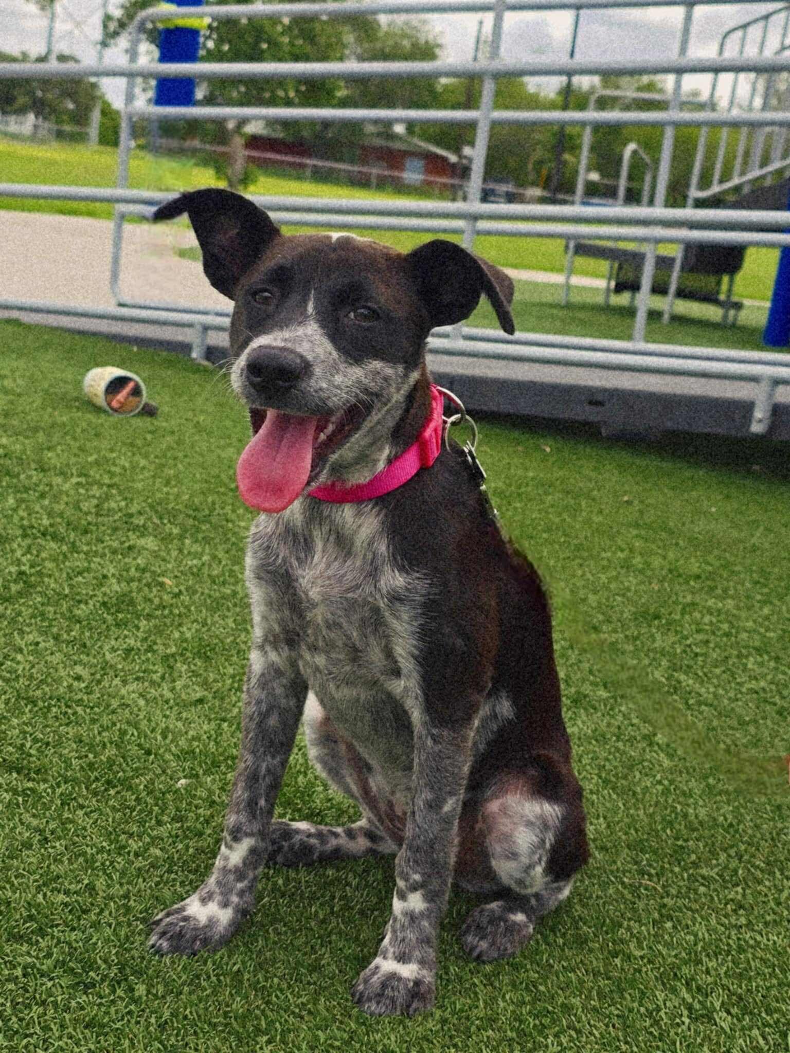 Bella 2.0