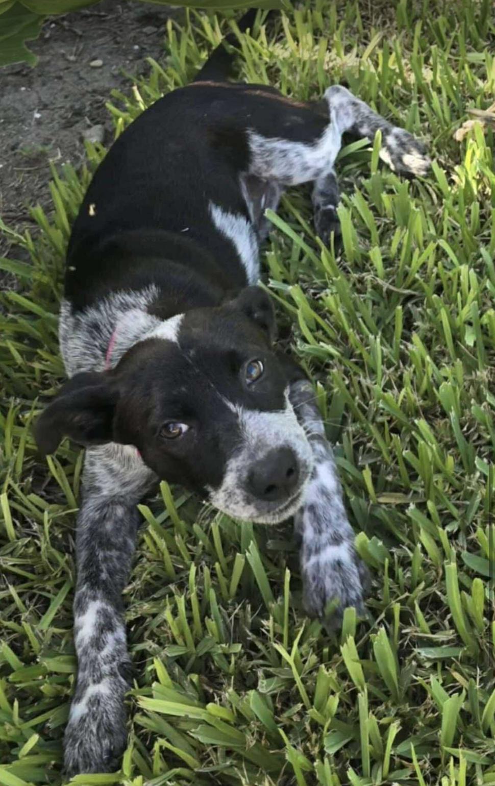 Bella 2.0