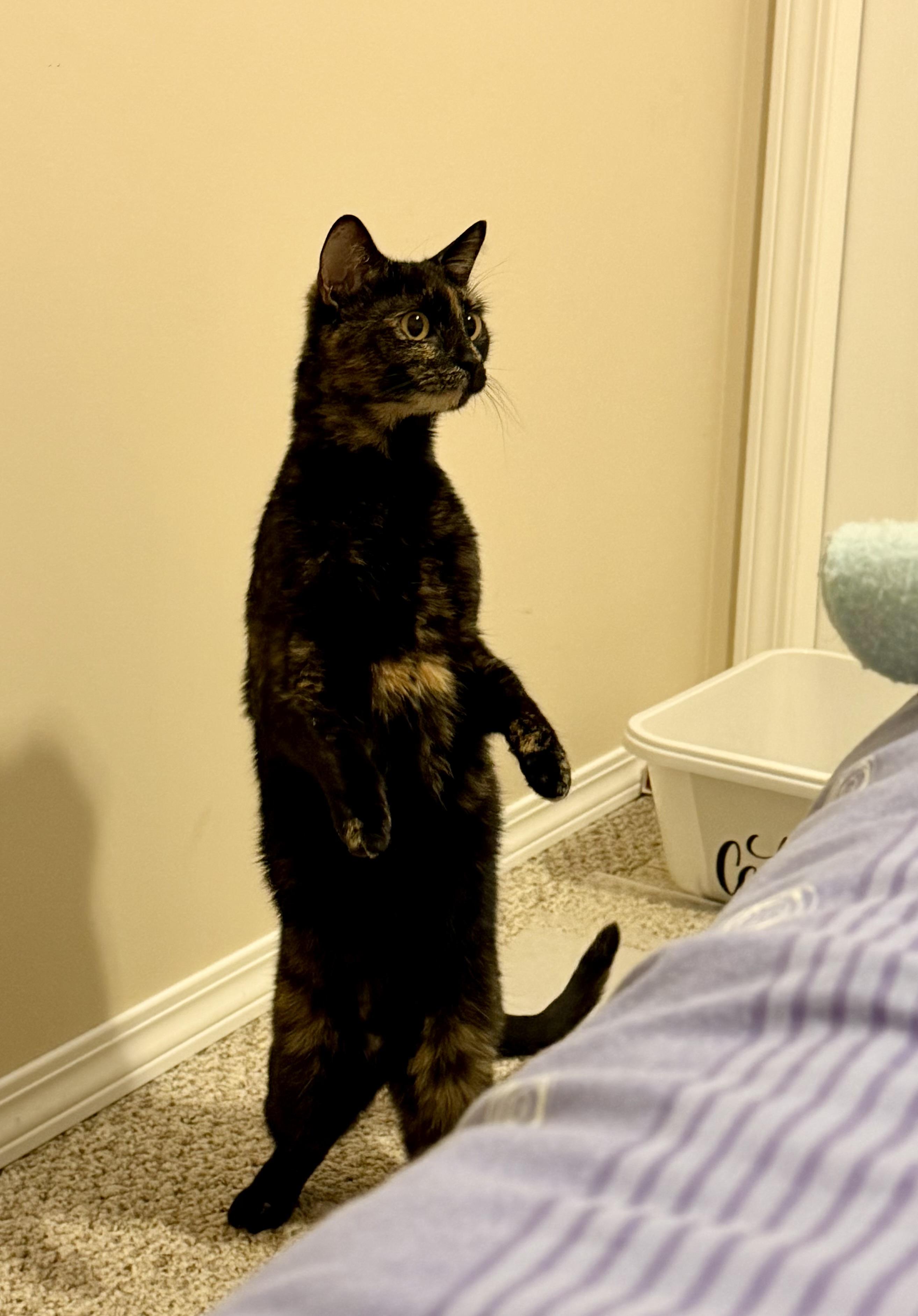 Enlarge Cayenne, an adopted Domestic Short Hair in Calgary, AB image 2/6