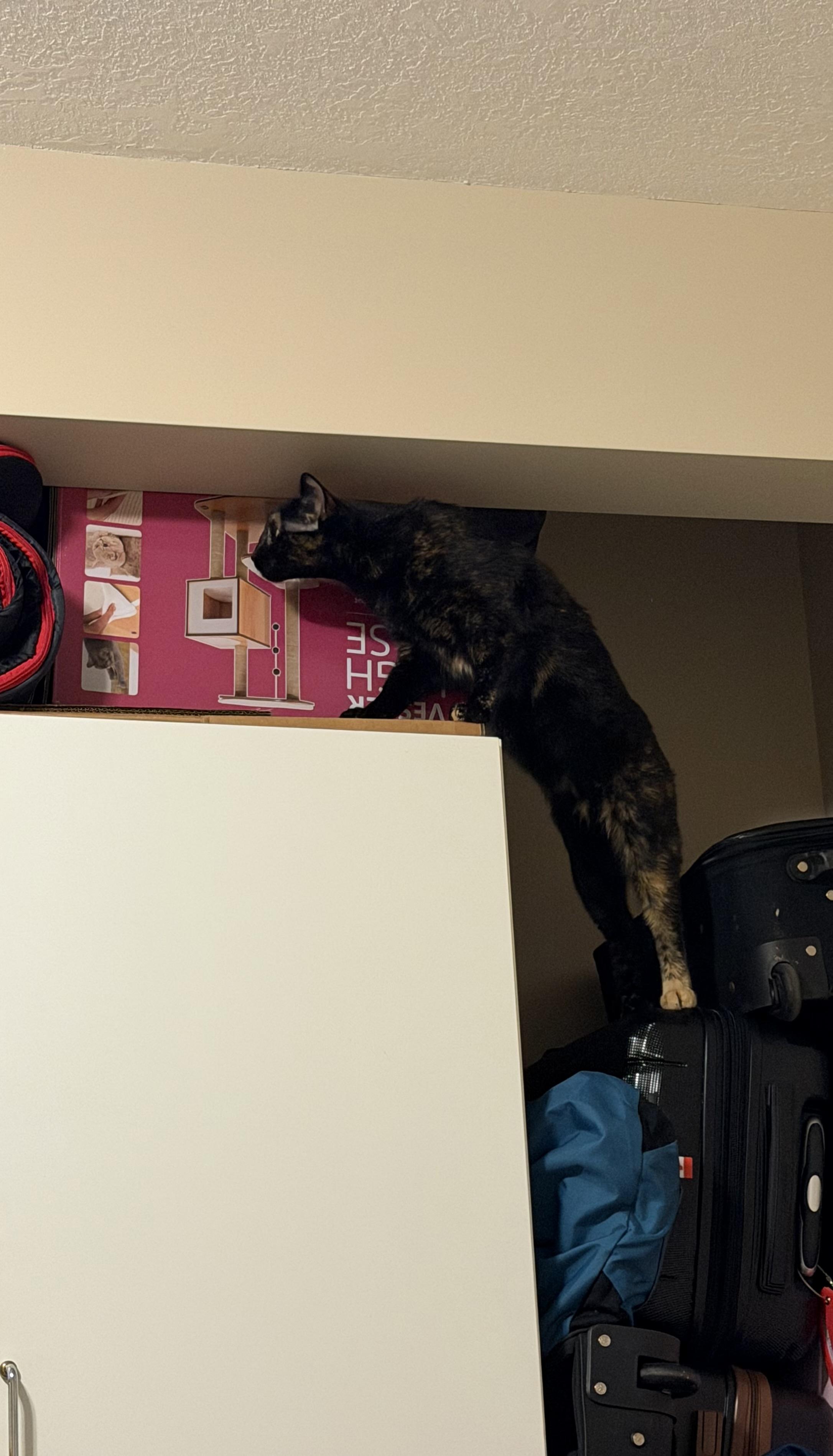 Enlarge Cayenne, an adopted Domestic Short Hair in Calgary, AB image 6/6