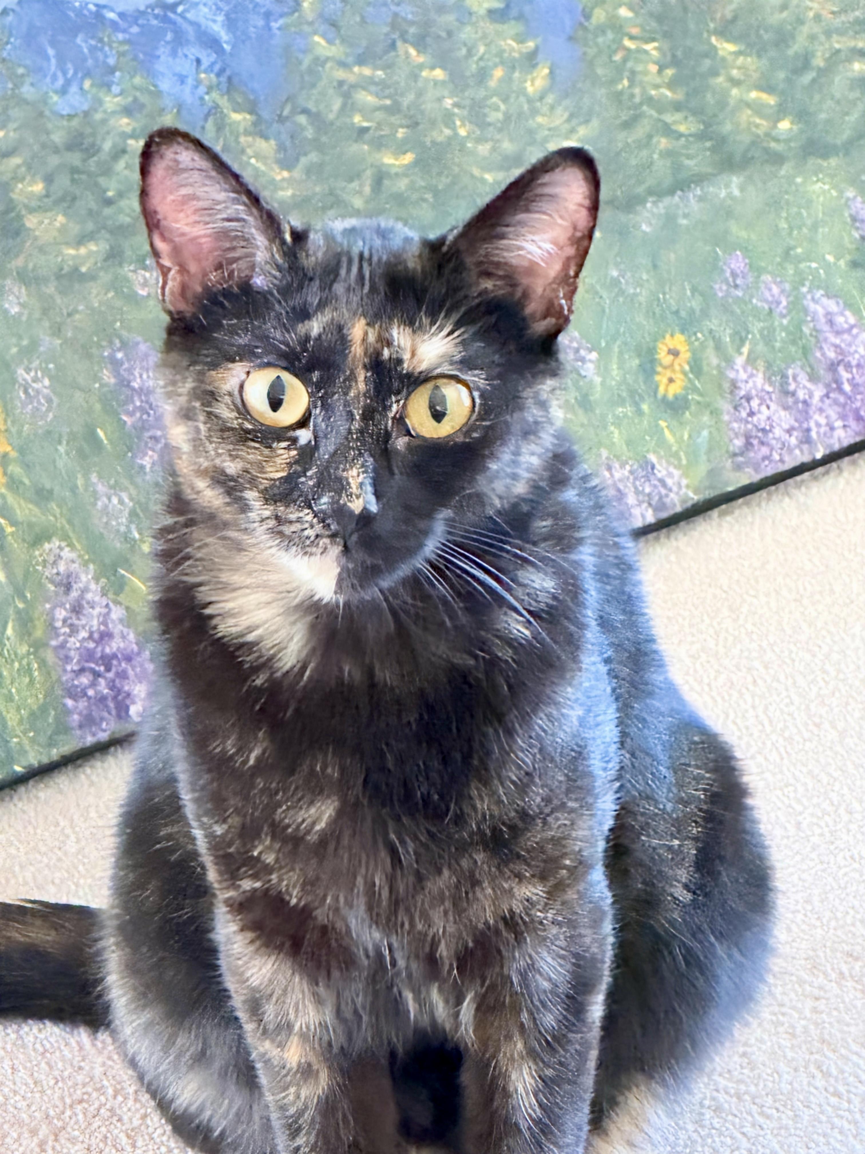 Enlarge Cayenne, an adopted Domestic Short Hair in Calgary, AB image 3/6