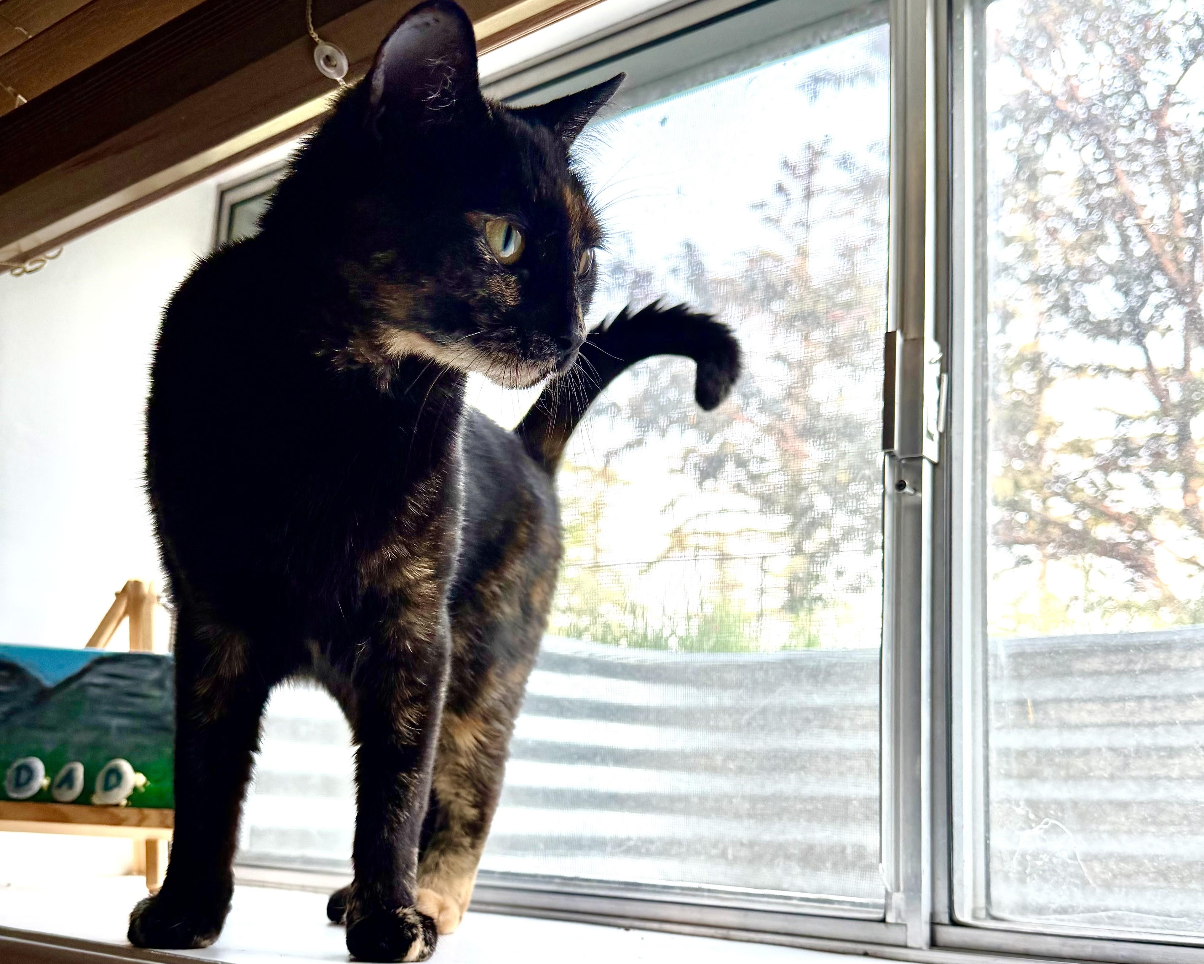 Cayenne, adopted, Adult Female Domestic Short Hair.