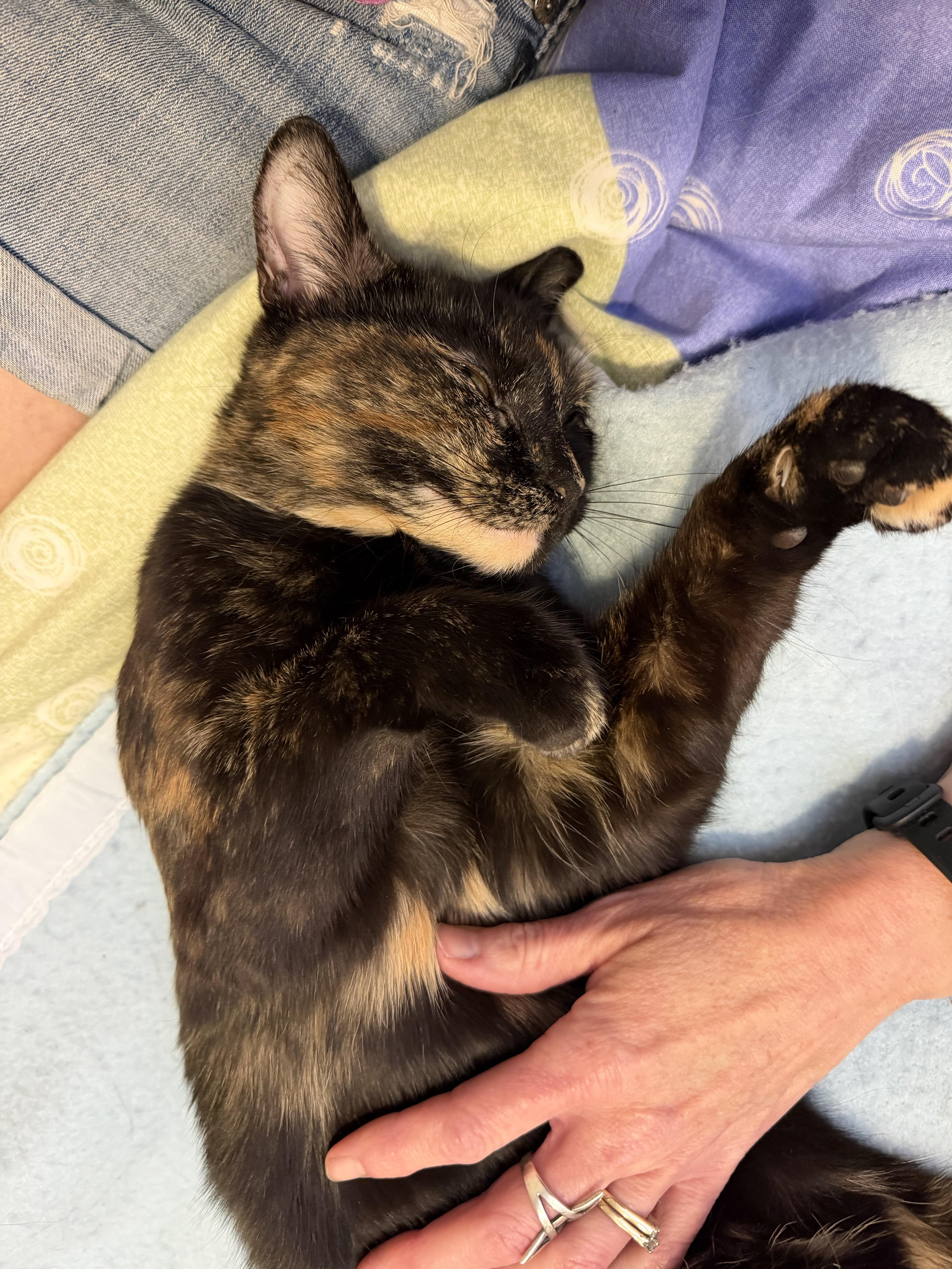 Enlarge Cayenne, an adopted Domestic Short Hair in Calgary, AB image 5/6