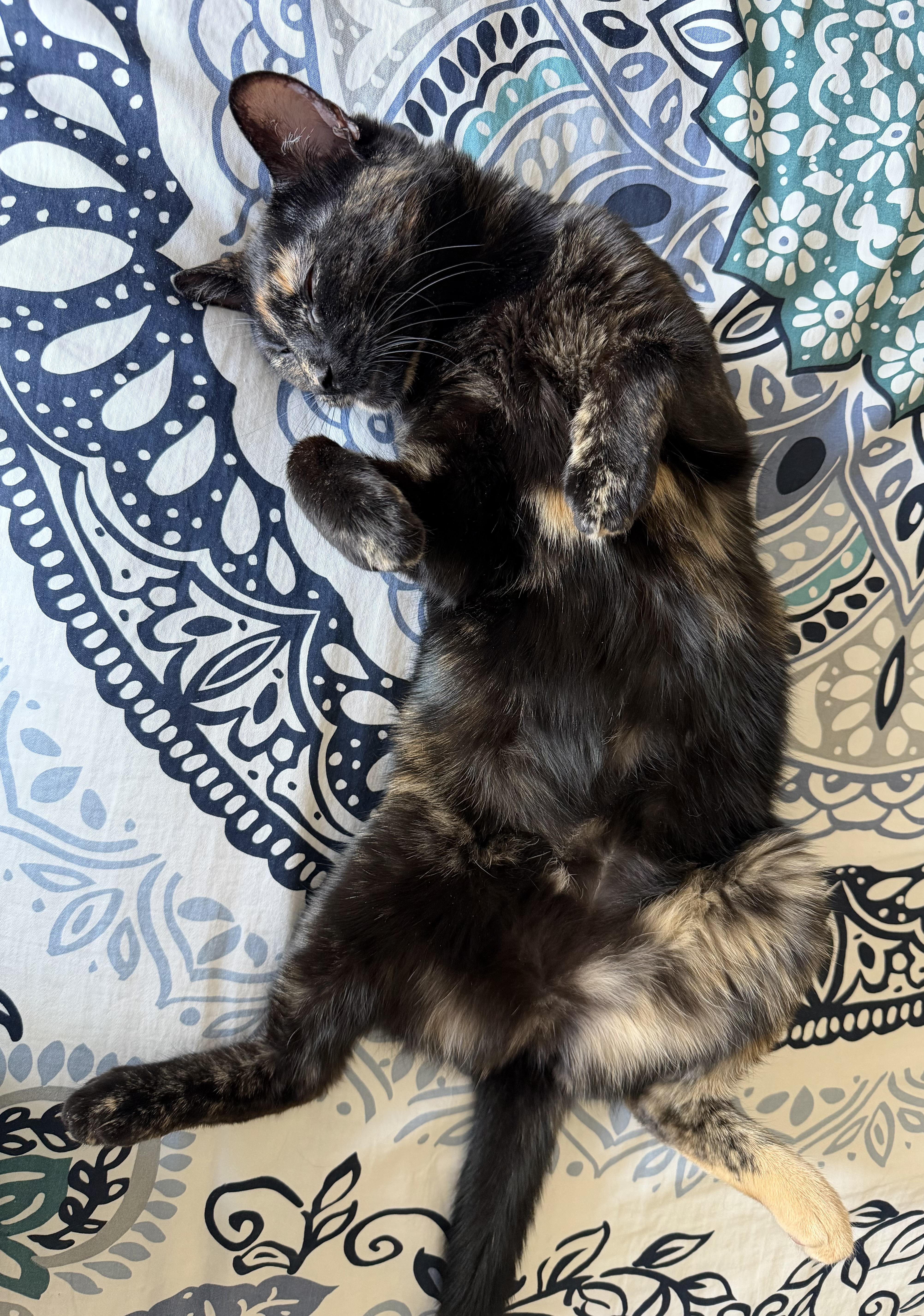 Enlarge Cayenne, an adopted Domestic Short Hair in Calgary, AB image 4/6