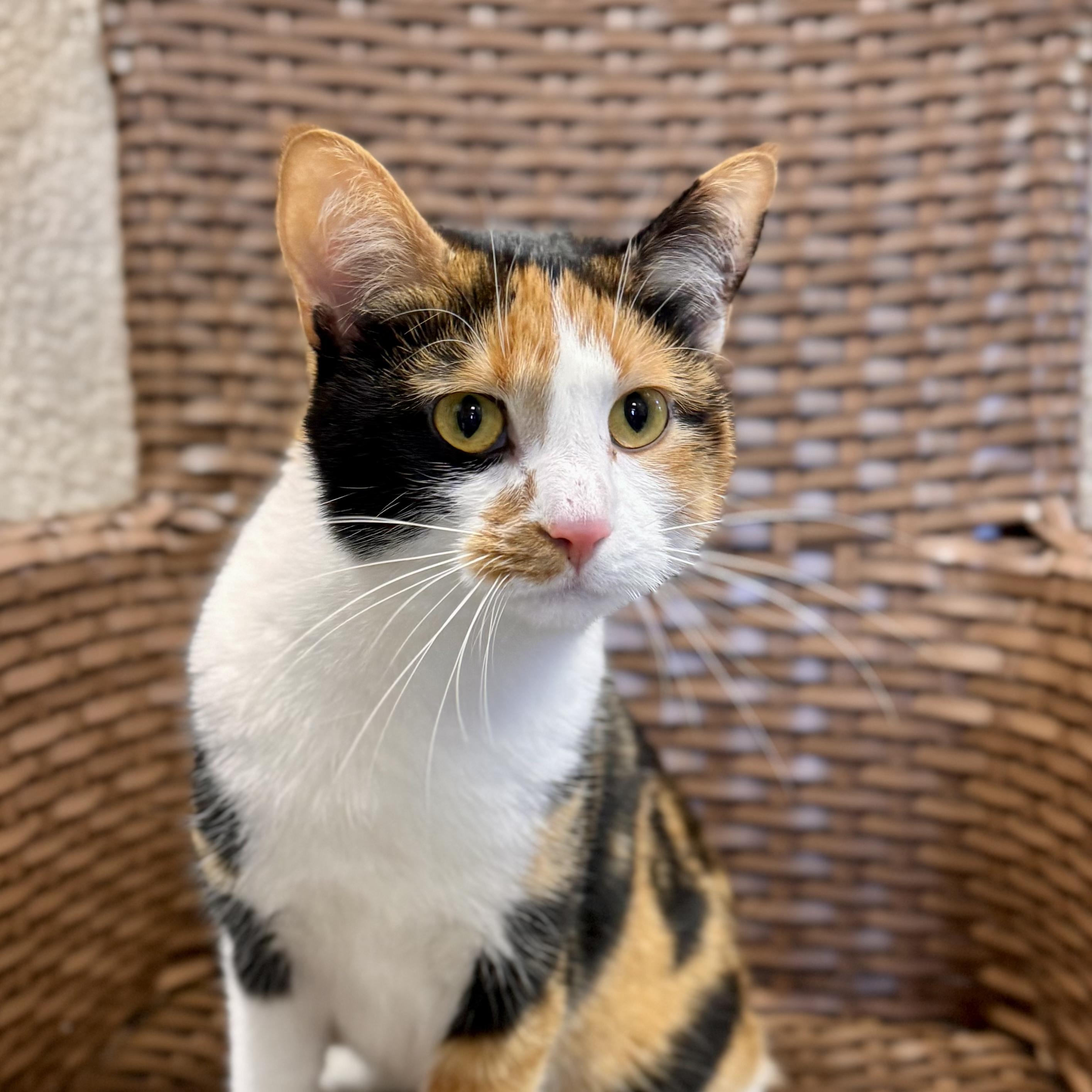 Goldie (Sponsored), a Adoptable Domestic Short Hair in Midland, MI image 1/2