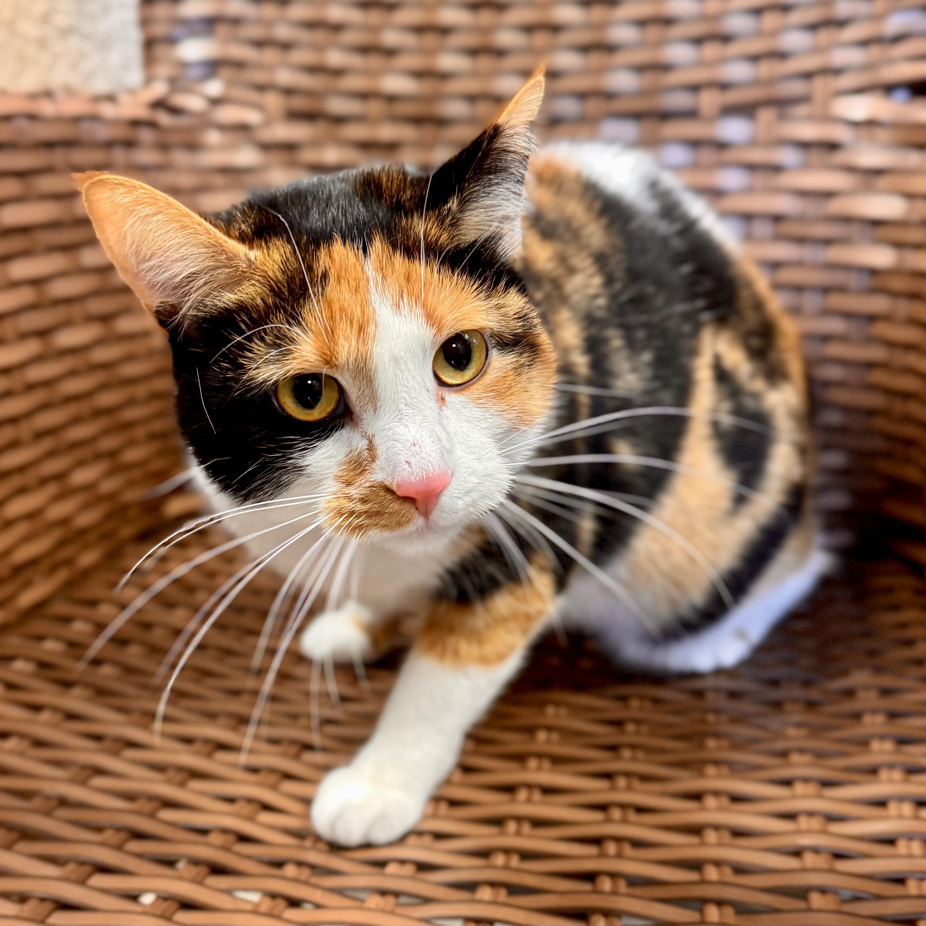 Goldie (Sponsored), a Adoptable Domestic Short Hair in Midland, MI image 2/2