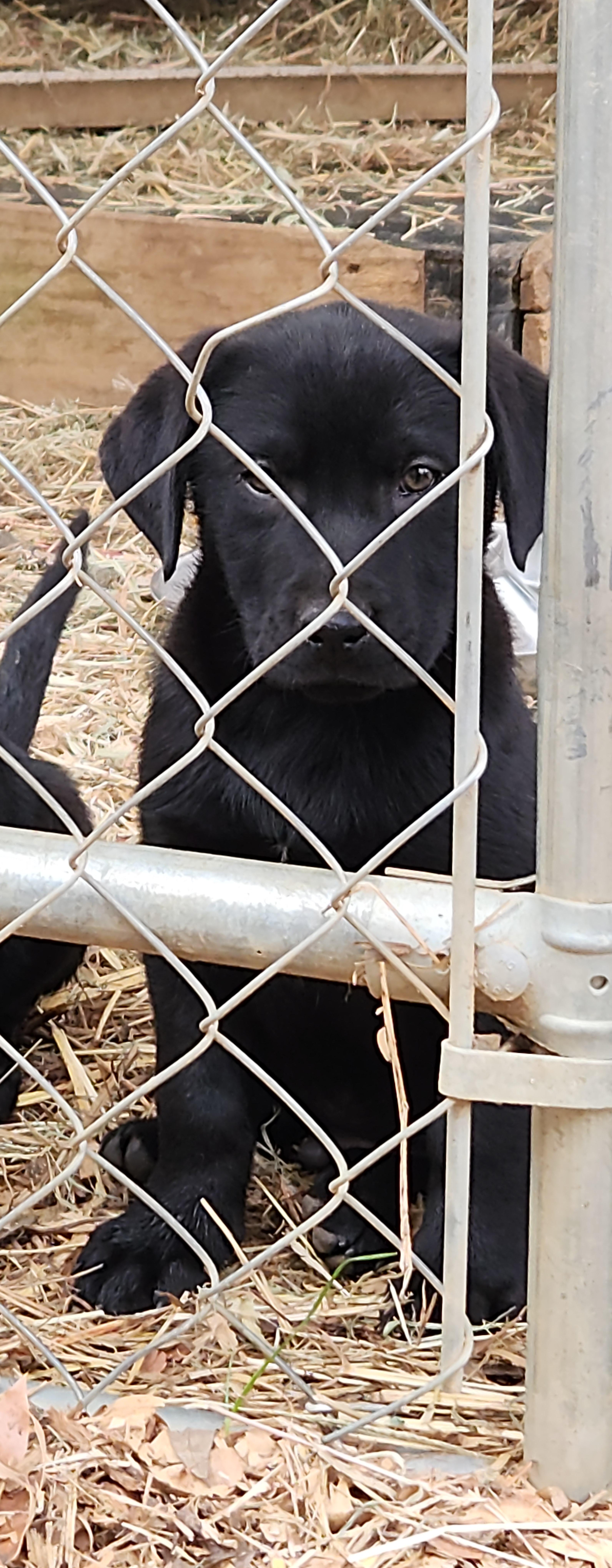 Enlarge Zephyr , a ADOPTABLE mixed breed in Flintstone, GA image 3/4