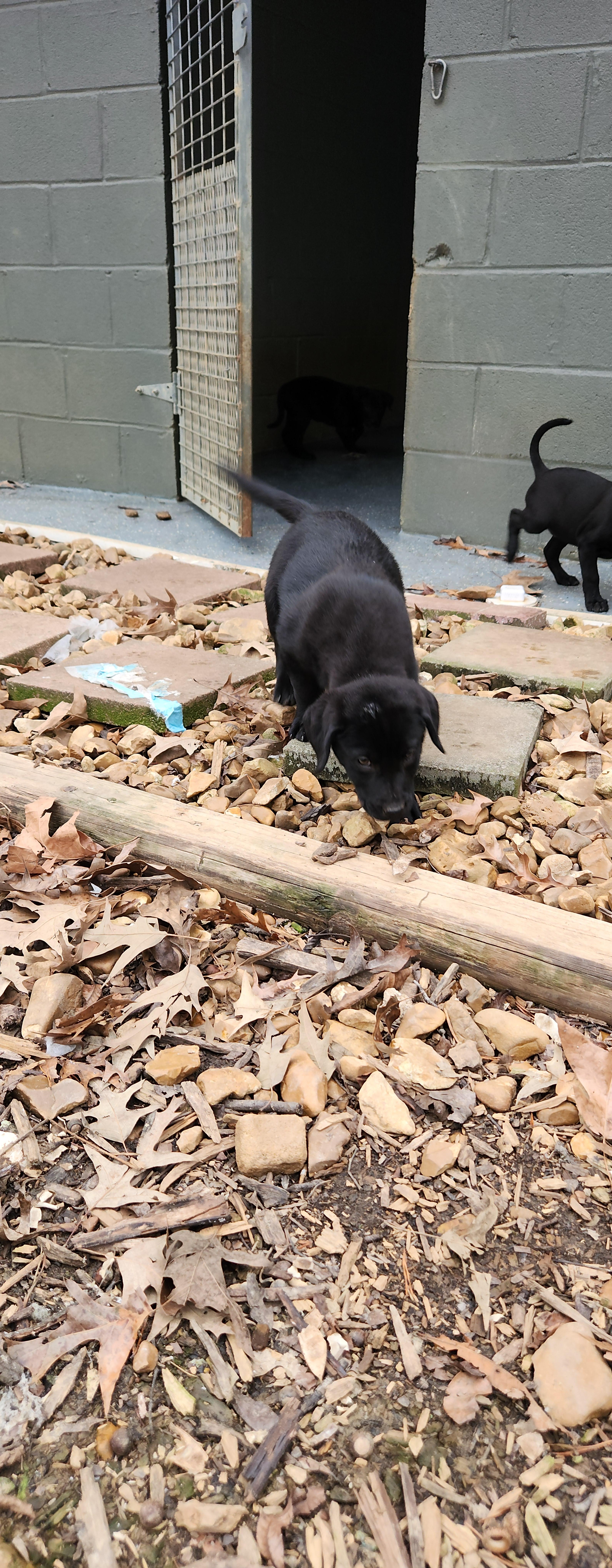 Enlarge Zephyr , a ADOPTABLE mixed breed in Flintstone, GA image 4/4