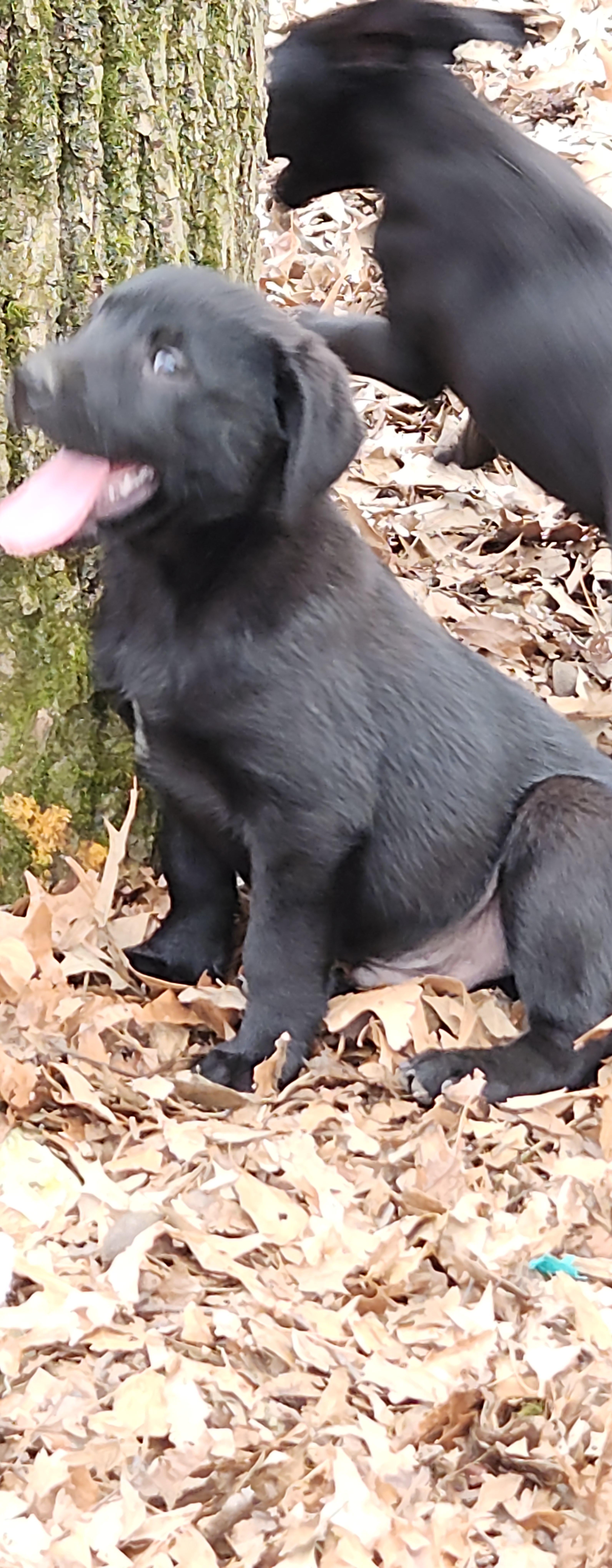 Enlarge Zephyr , a ADOPTABLE mixed breed in Flintstone, GA image 2/4