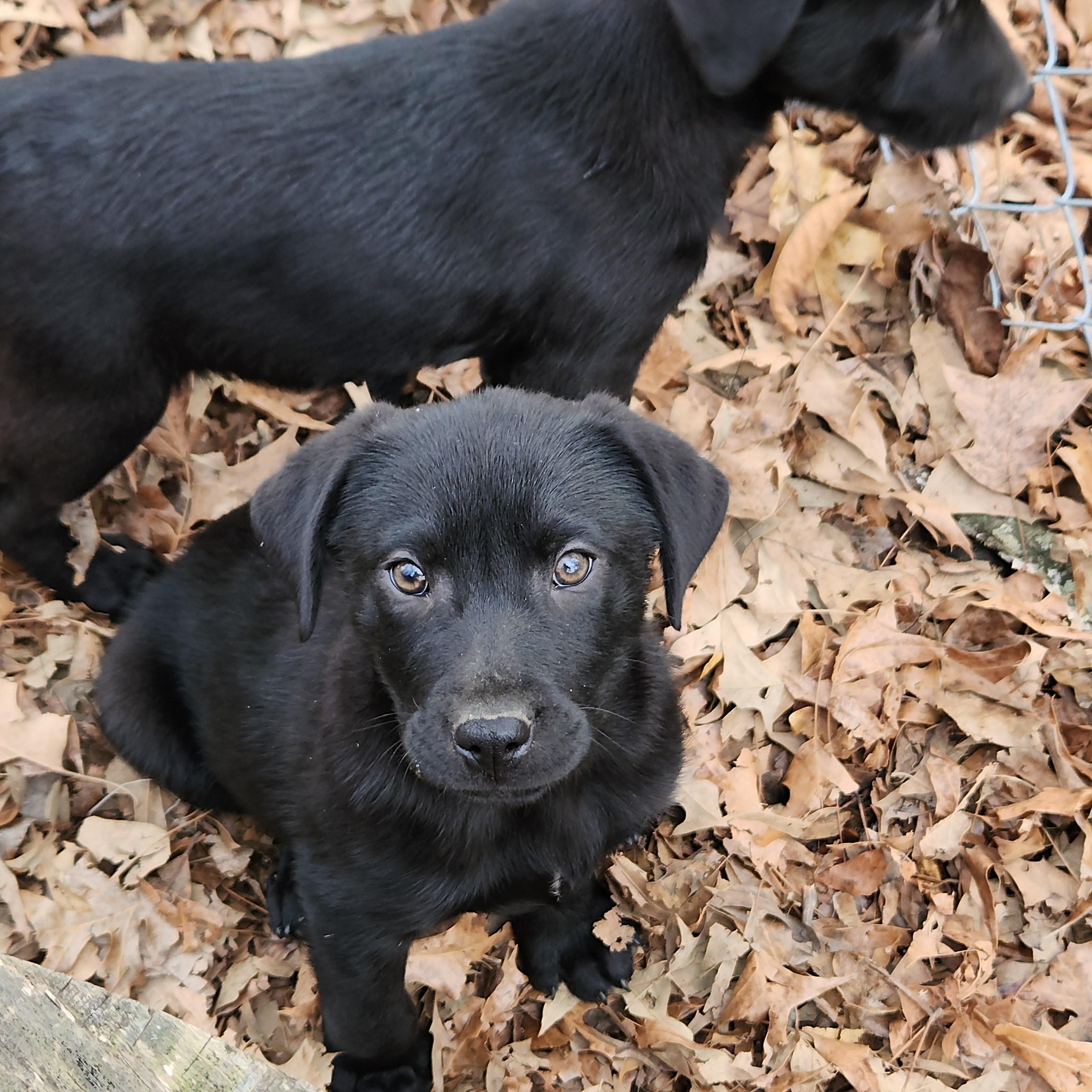 Zephyr , ADOPTABLE, Puppy Male Labrador Retriever.
