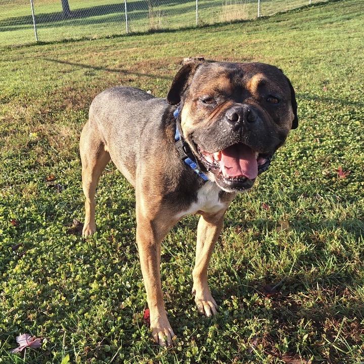 Rocco, a Adoptable Boxer in Albert Lea, MN image 1/6