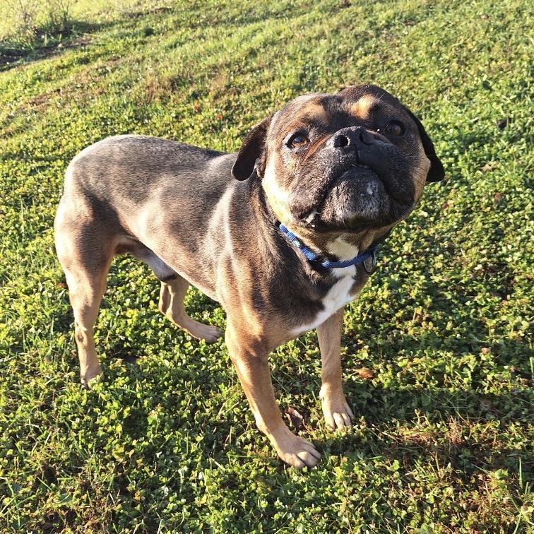 Rocco, a Adoptable Boxer in Albert Lea, MN image 2/6