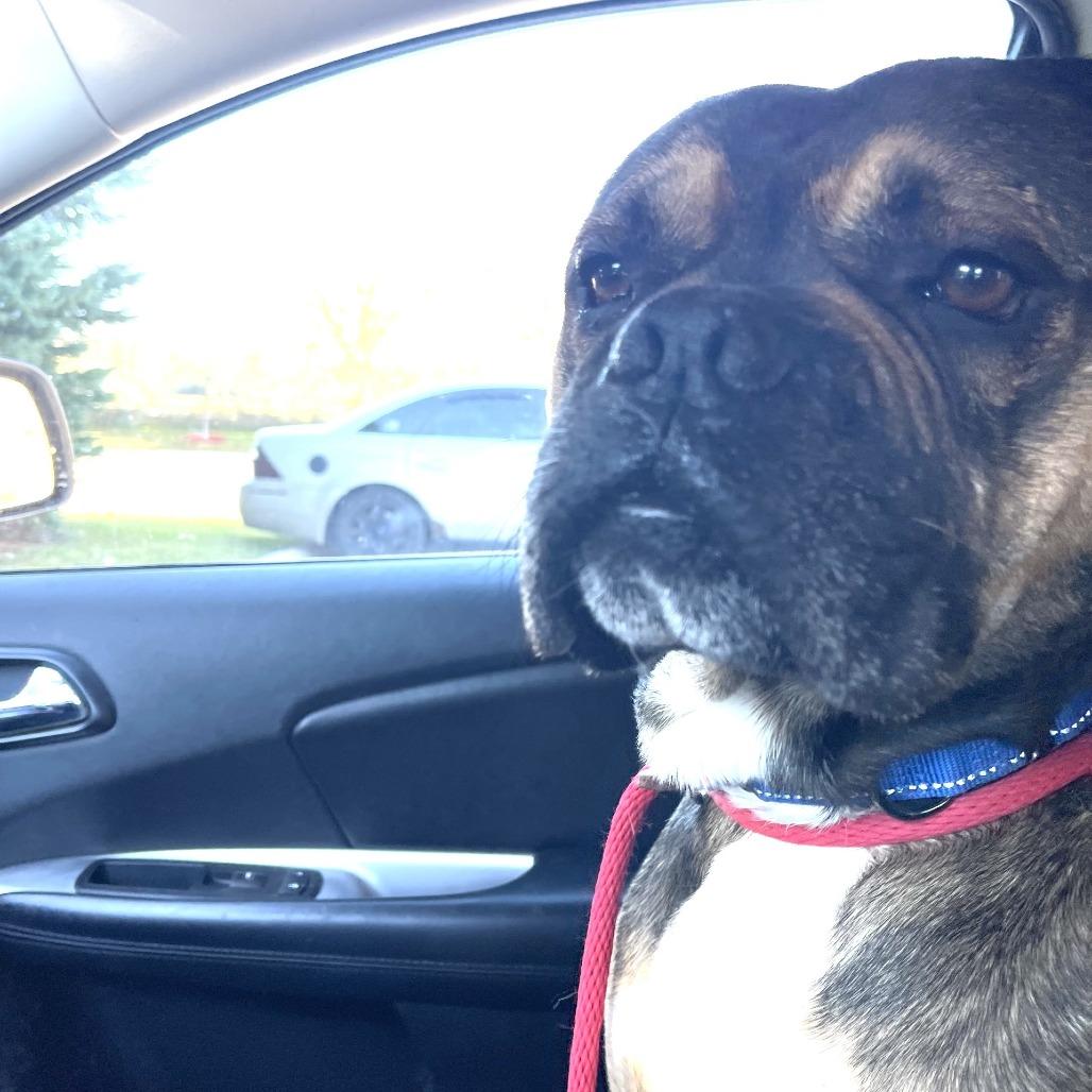 Rocco, a Adoptable Boxer in Albert Lea, MN image 3/6