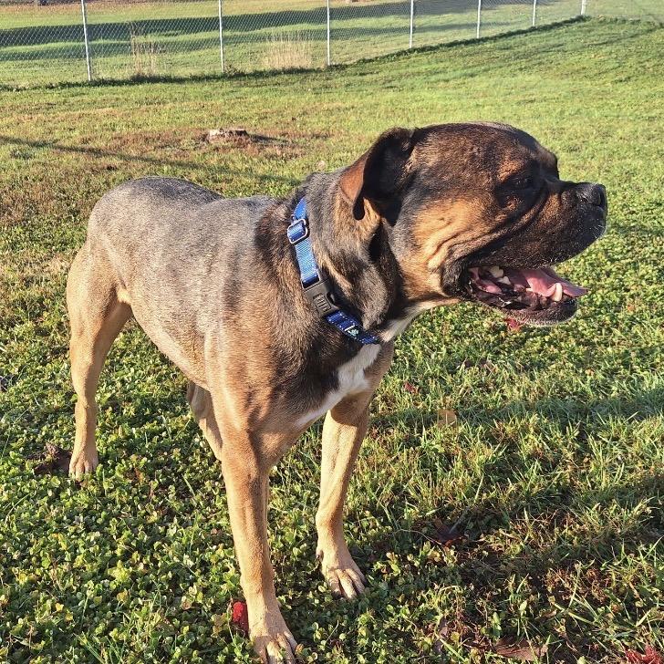 Rocco, a Adoptable Boxer in Albert Lea, MN image 4/6