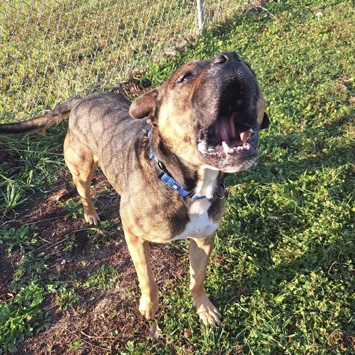 Rocco, a Adoptable Boxer in Albert Lea, MN image 5/6