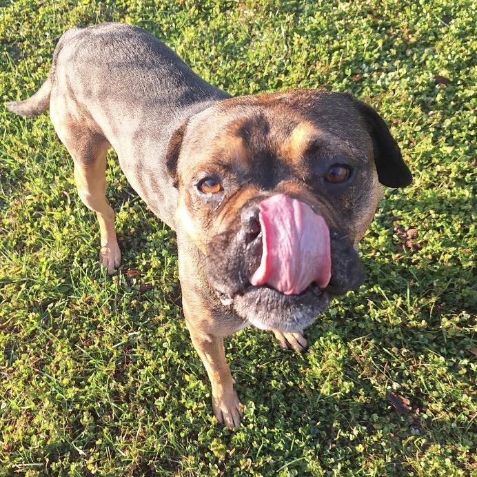 Rocco, a Adoptable Boxer in Albert Lea, MN image 6/6