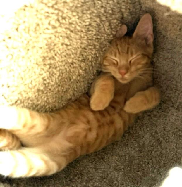 Weebles - Fearless, Funny & Full of Purrs, ADOPTABLE, Young Male Domestic Short Hair.