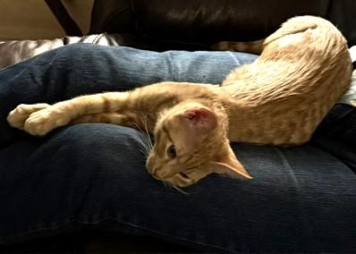Weebles - Fearless, Funny & Full of Purrs, a ADOPTABLE Domestic Short Hair in Prescott, AZ image 2/2