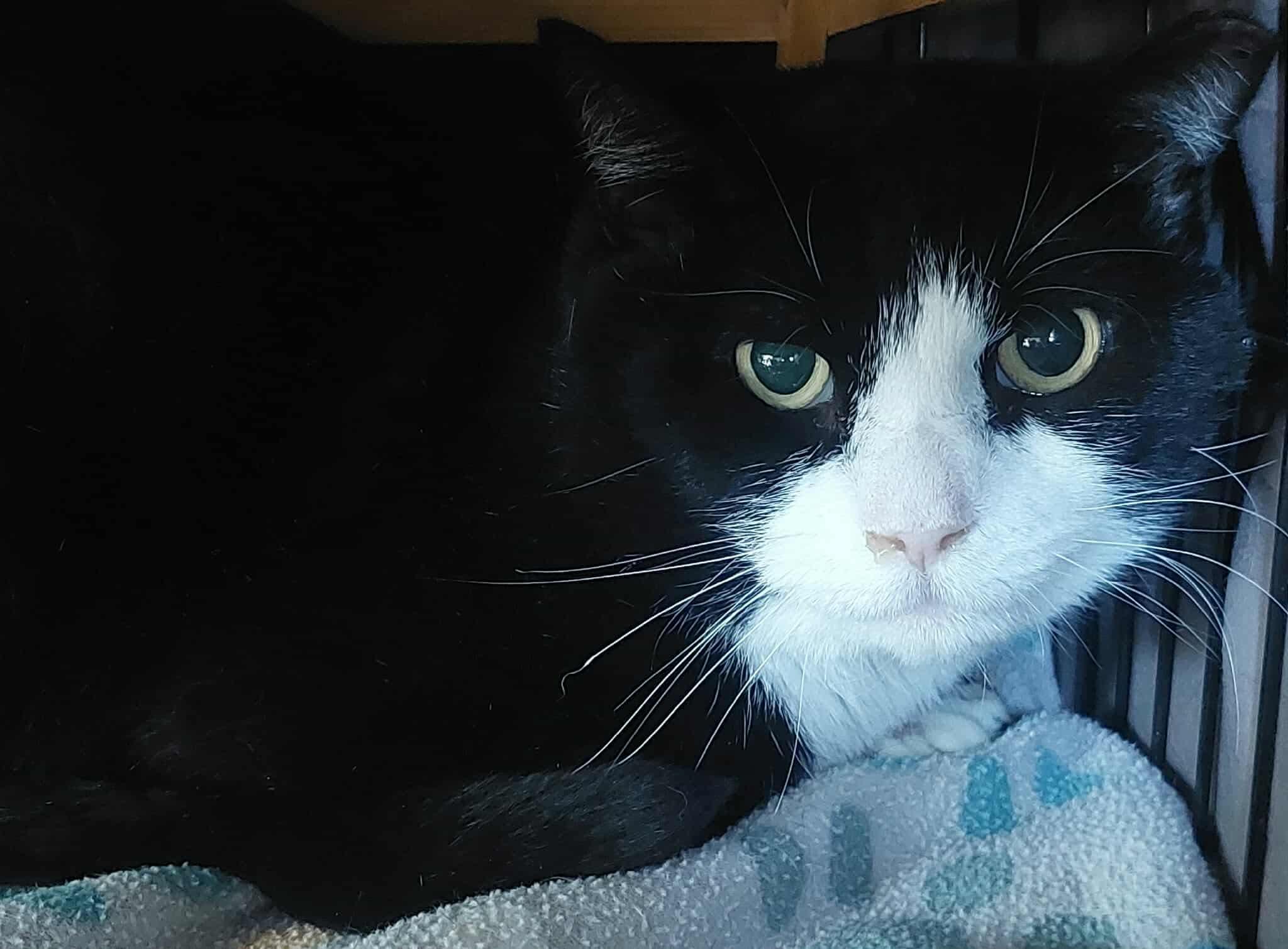 Mason, ADOPTABLE, Young Male Domestic Short Hair.