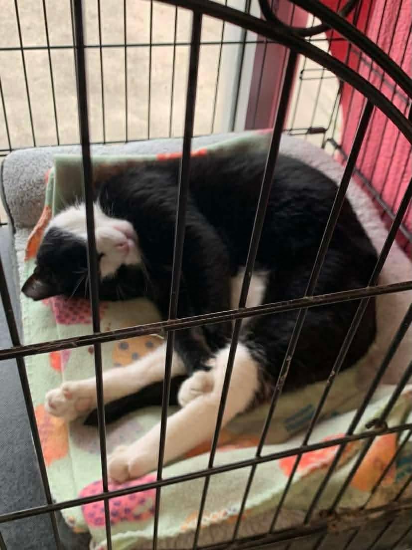 Enlarge Mason, a ADOPTABLE Domestic Short Hair in Acushnet, MA image 4/4