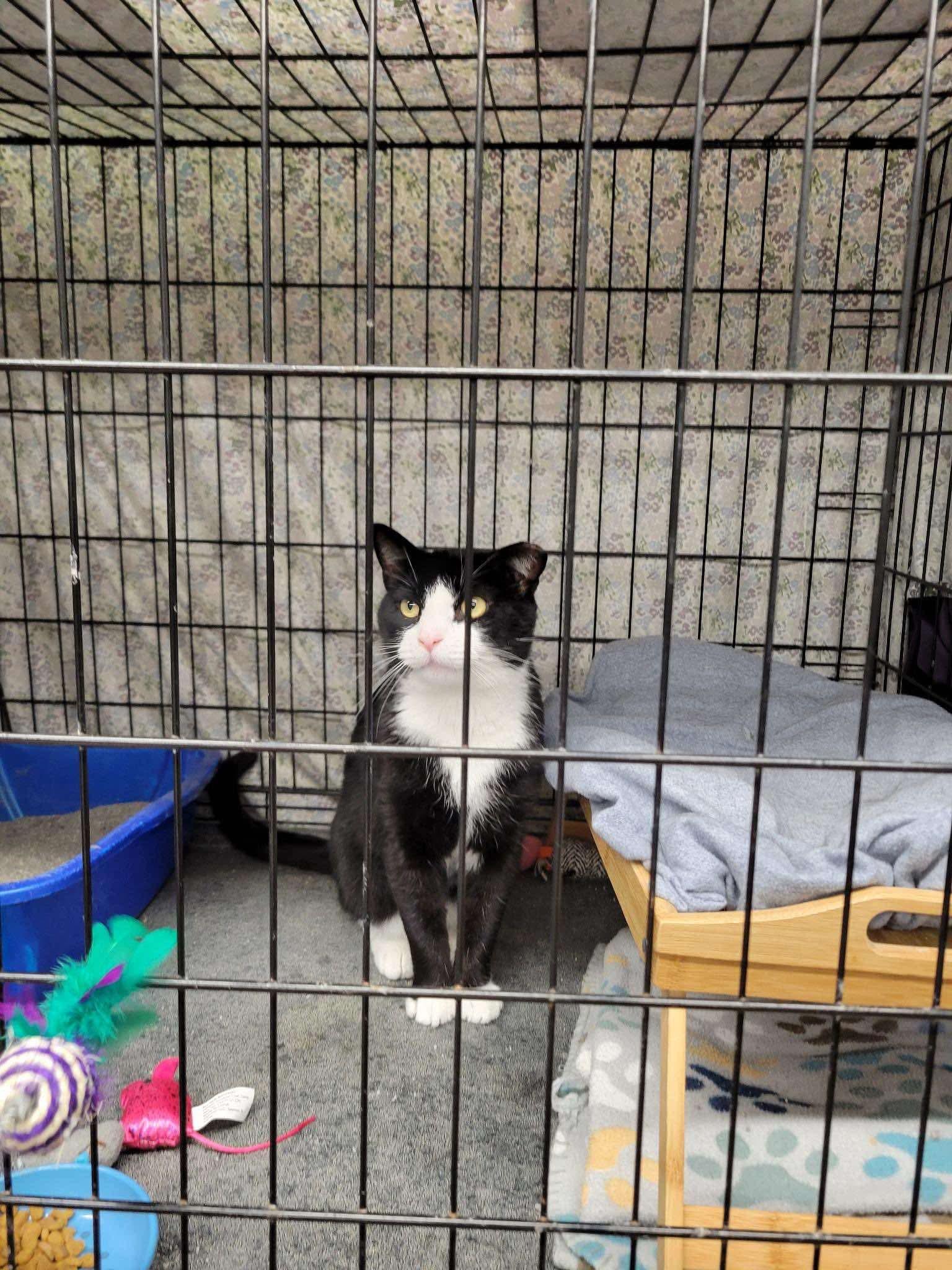 Enlarge Mason, a ADOPTABLE Domestic Short Hair in Acushnet, MA image 3/4