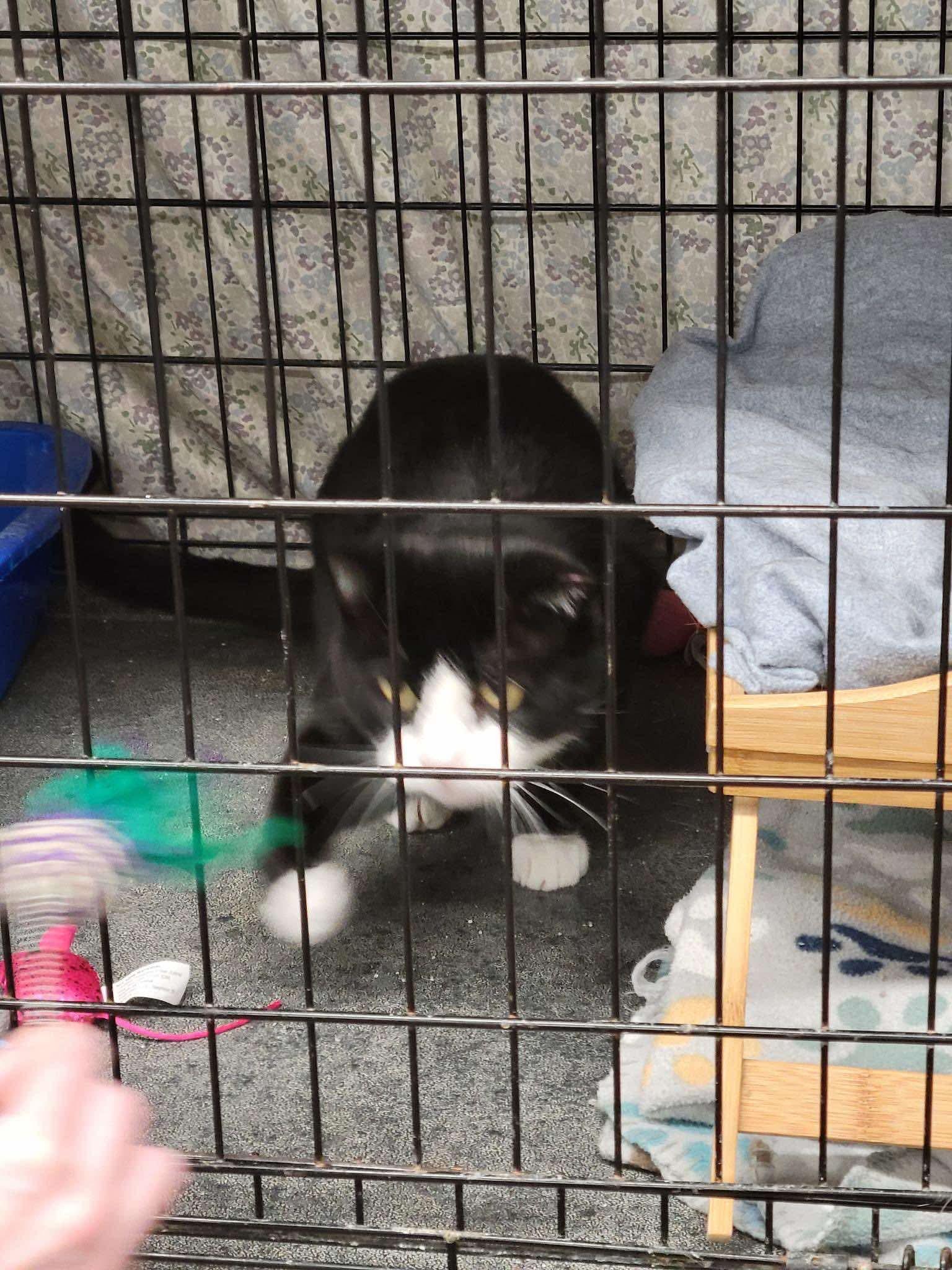 Enlarge Mason, a ADOPTABLE Domestic Short Hair in Acushnet, MA image 2/4