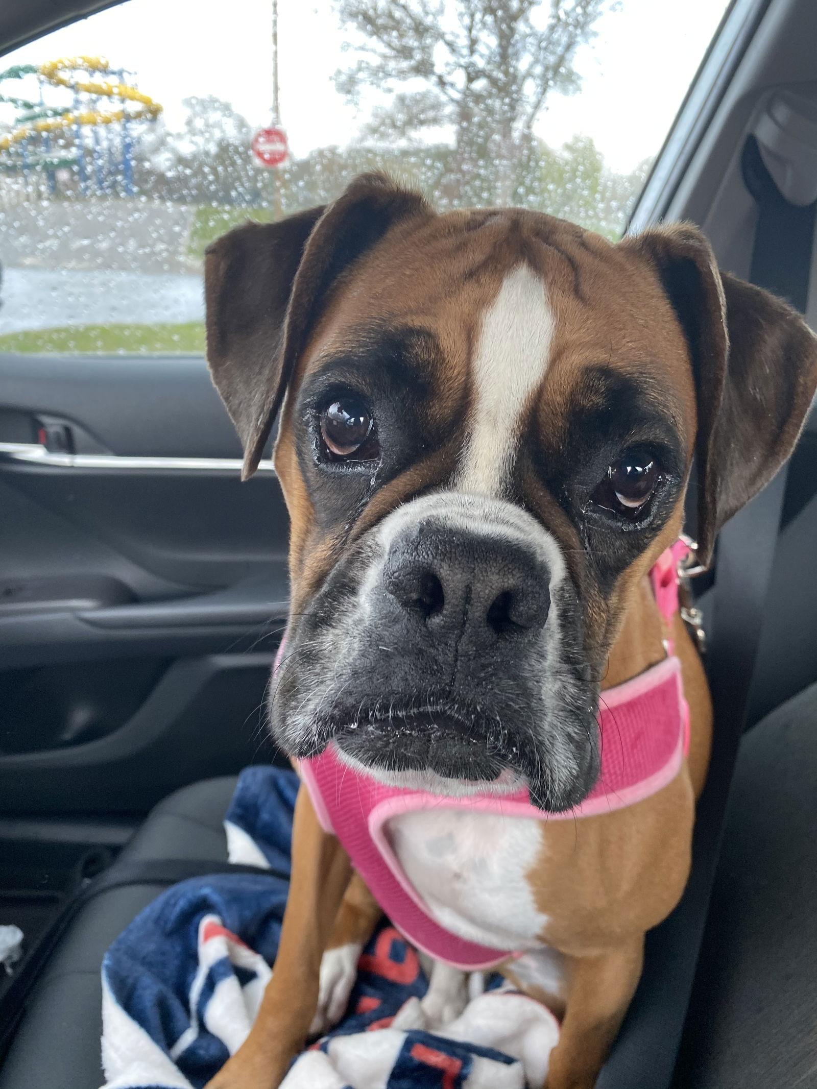 Enlarge Pickles, a Adopted Boxer in Cuyahoga Falls, OH image 1/1