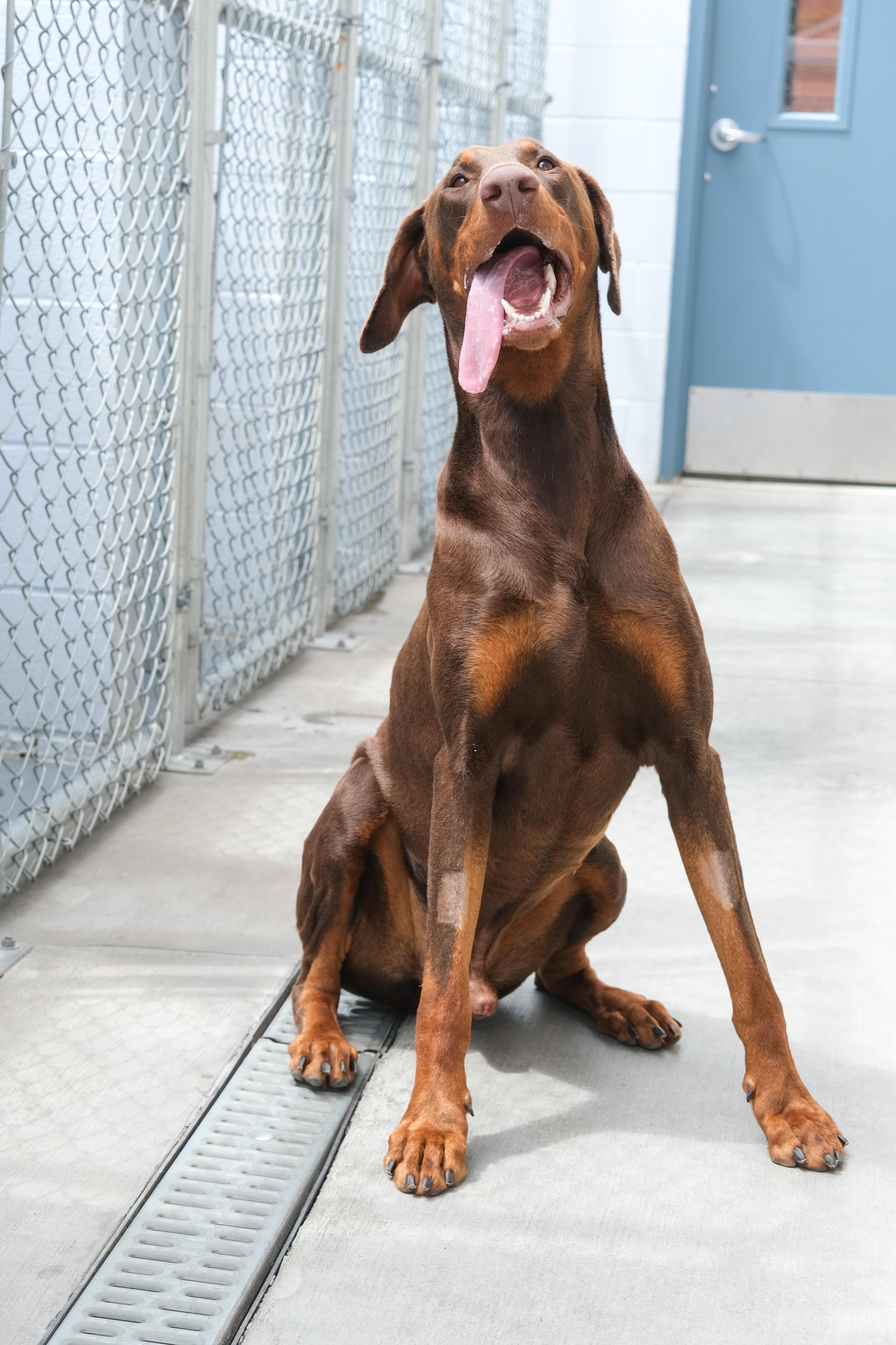 Chief, a ADOPTABLE Doberman Pinscher in Newport Beach, CA image 6/6