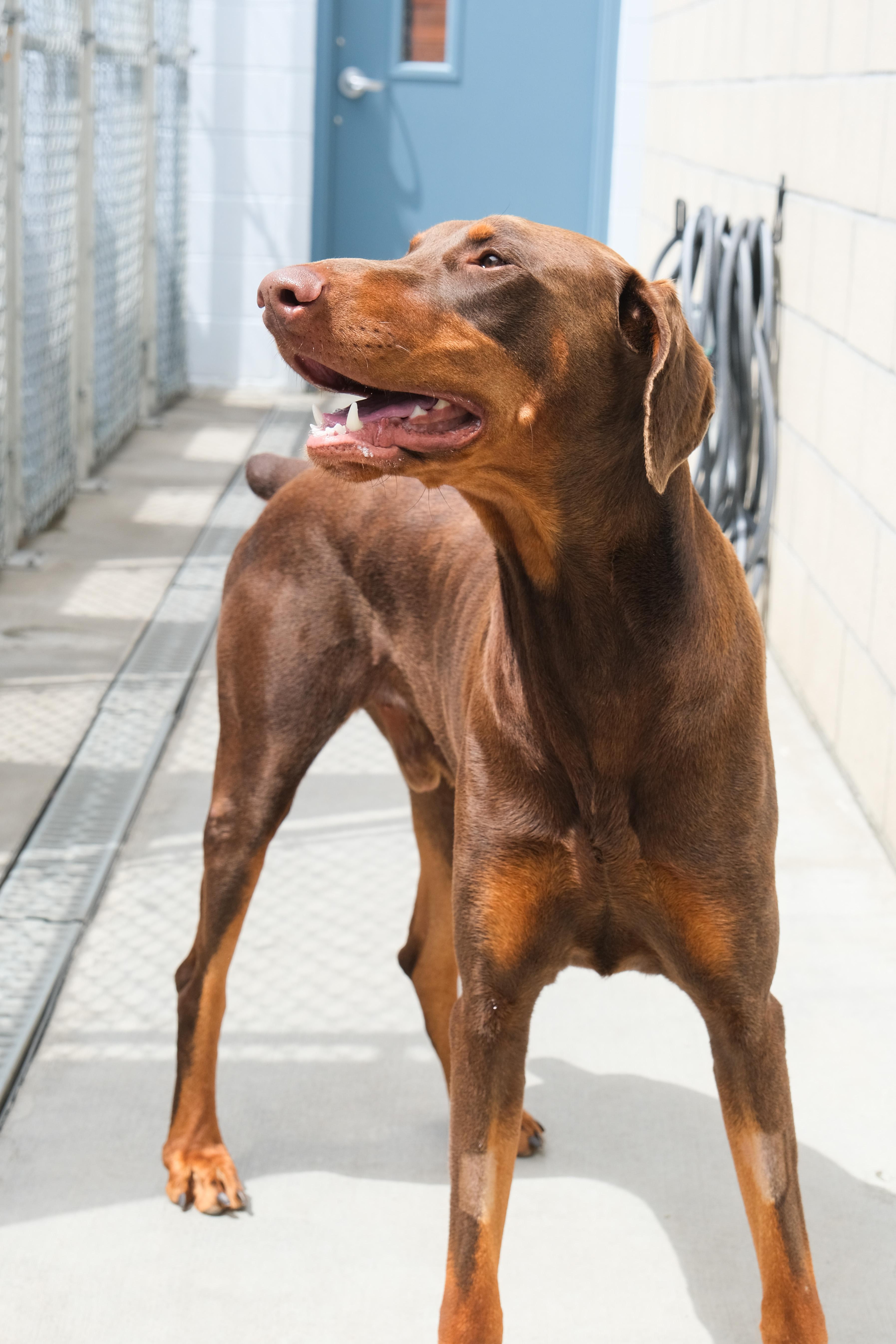 Chief, a ADOPTABLE Doberman Pinscher in Newport Beach, CA image 3/6