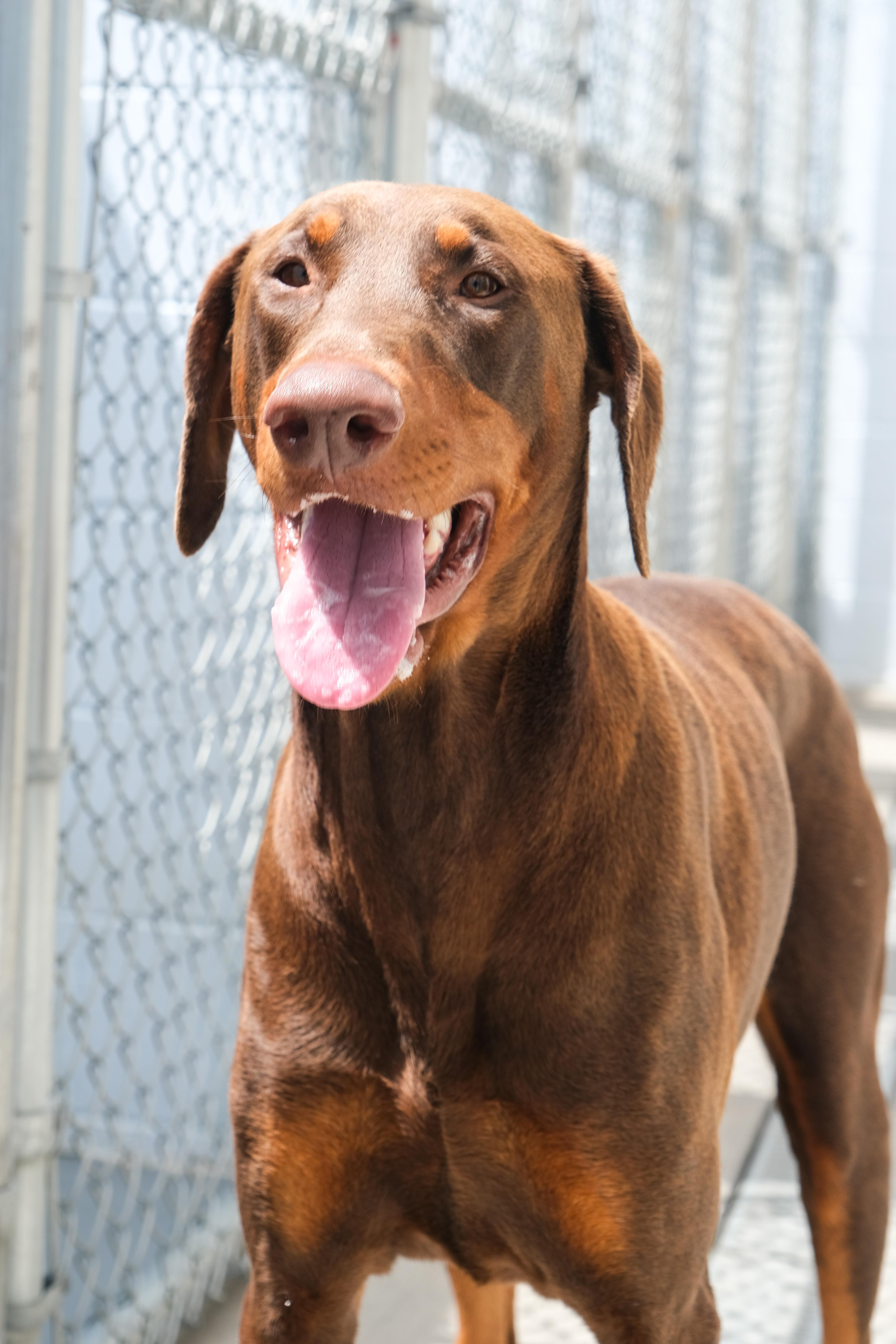 Chief, a ADOPTABLE Doberman Pinscher in Newport Beach, CA image 1/6