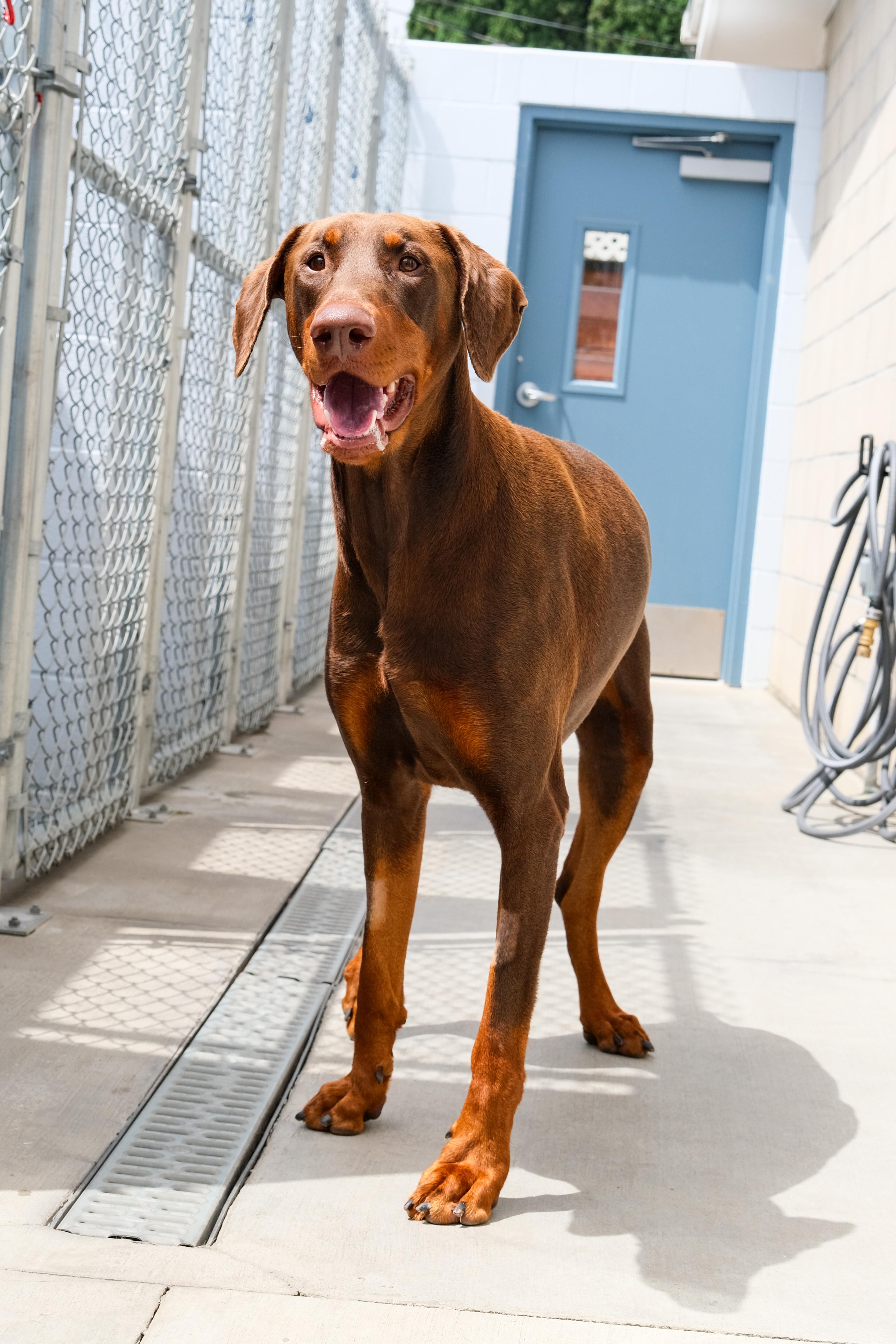 Chief, a ADOPTABLE Doberman Pinscher in Newport Beach, CA image 2/6