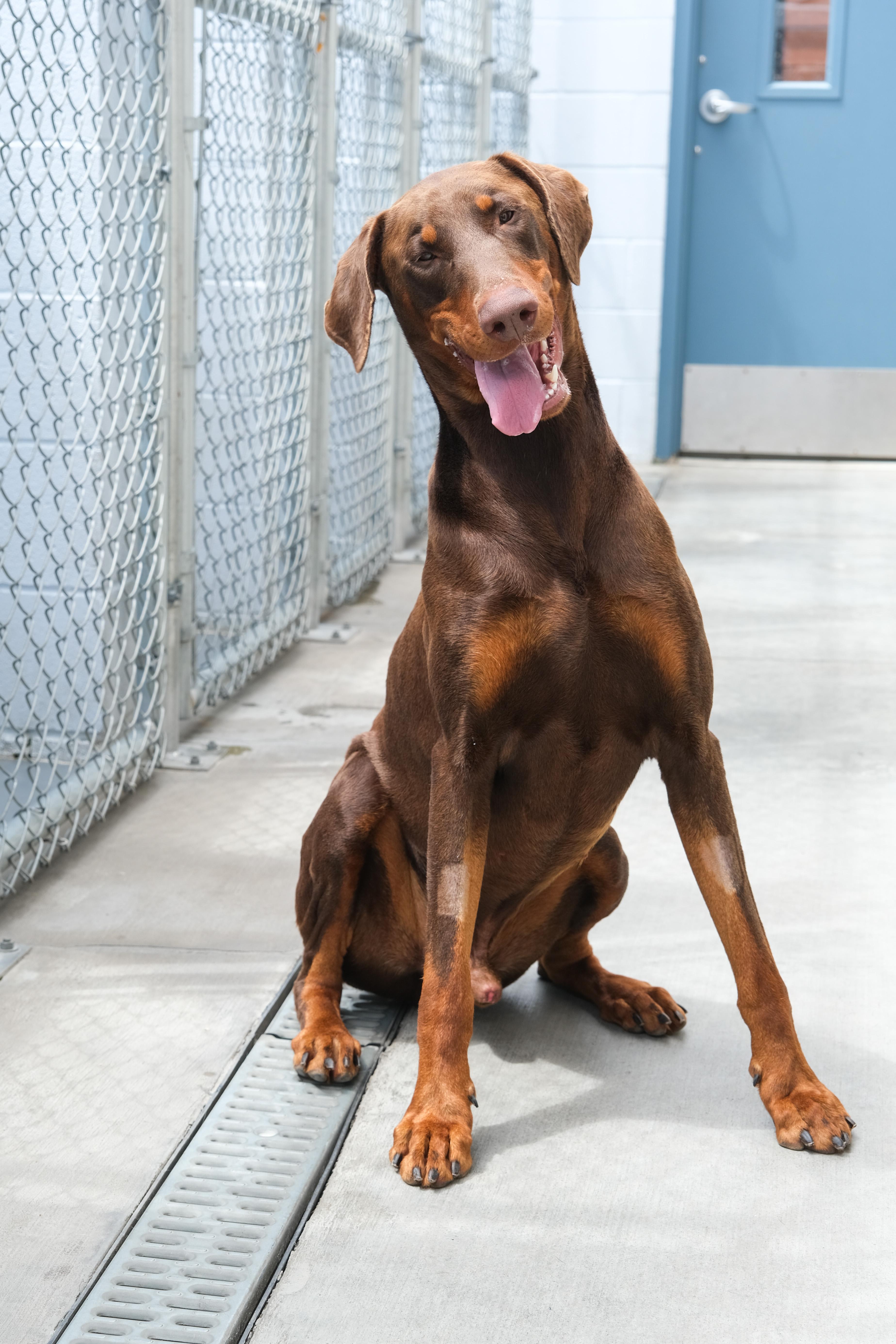 Chief, a ADOPTABLE Doberman Pinscher in Newport Beach, CA image 5/6