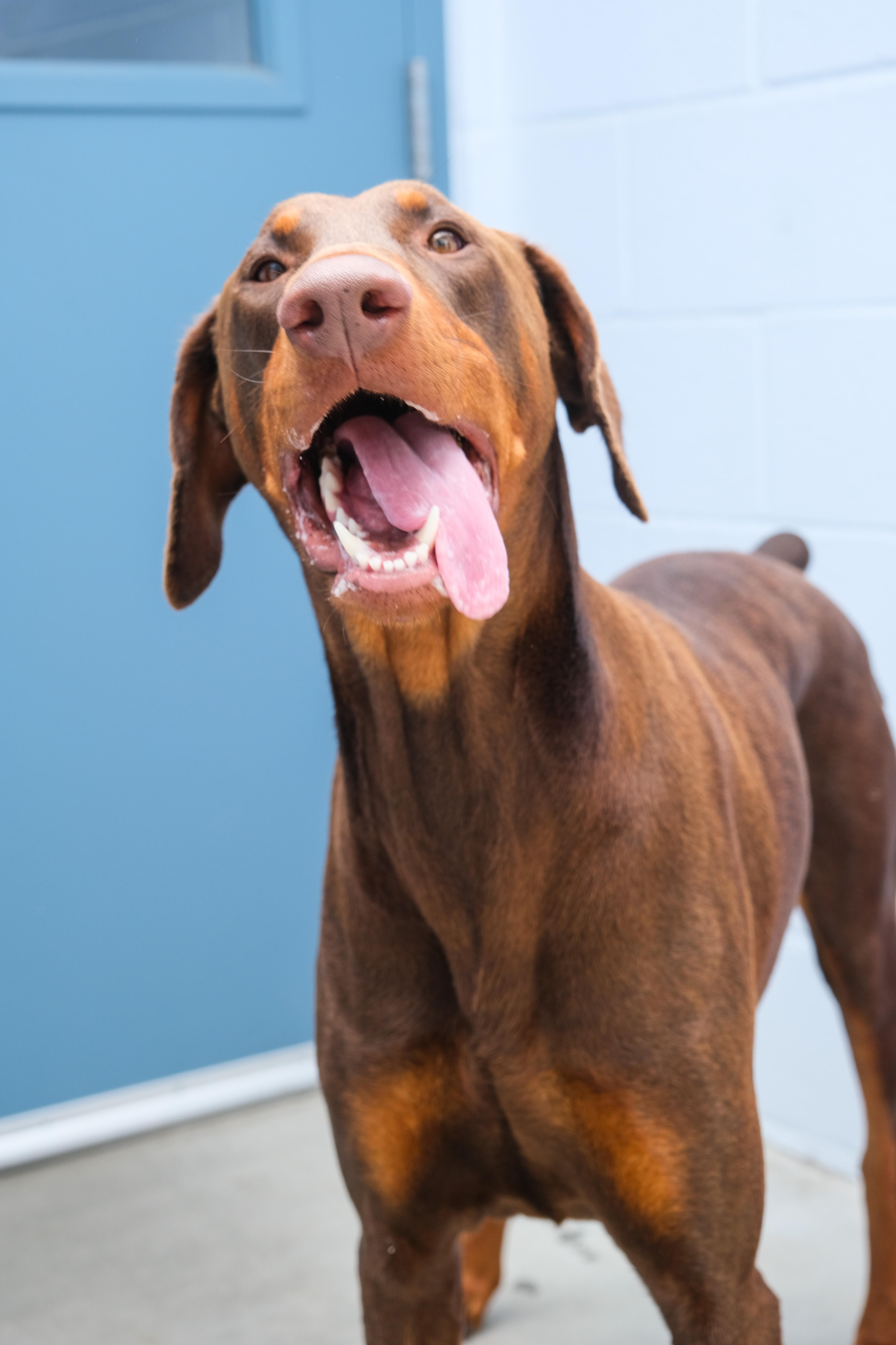 Chief, a ADOPTABLE Doberman Pinscher in Newport Beach, CA image 4/6