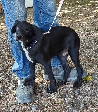 Enlarge Conway, a Adoptable mixed breed in Golden Valley, AZ image 2/2
