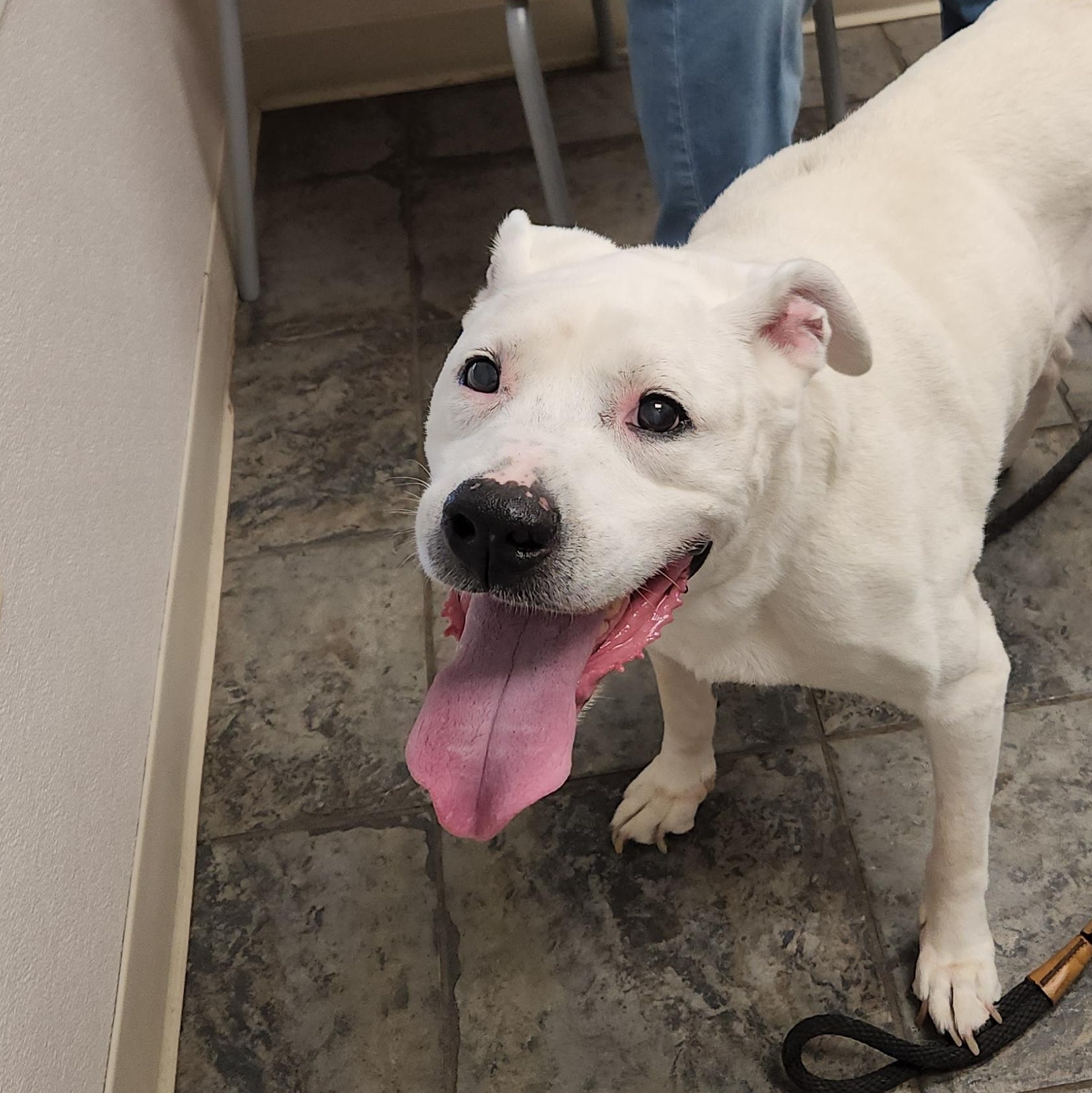 Dante, a ADOPTABLE Mixed Breed in Clifton, NJ image 2/4