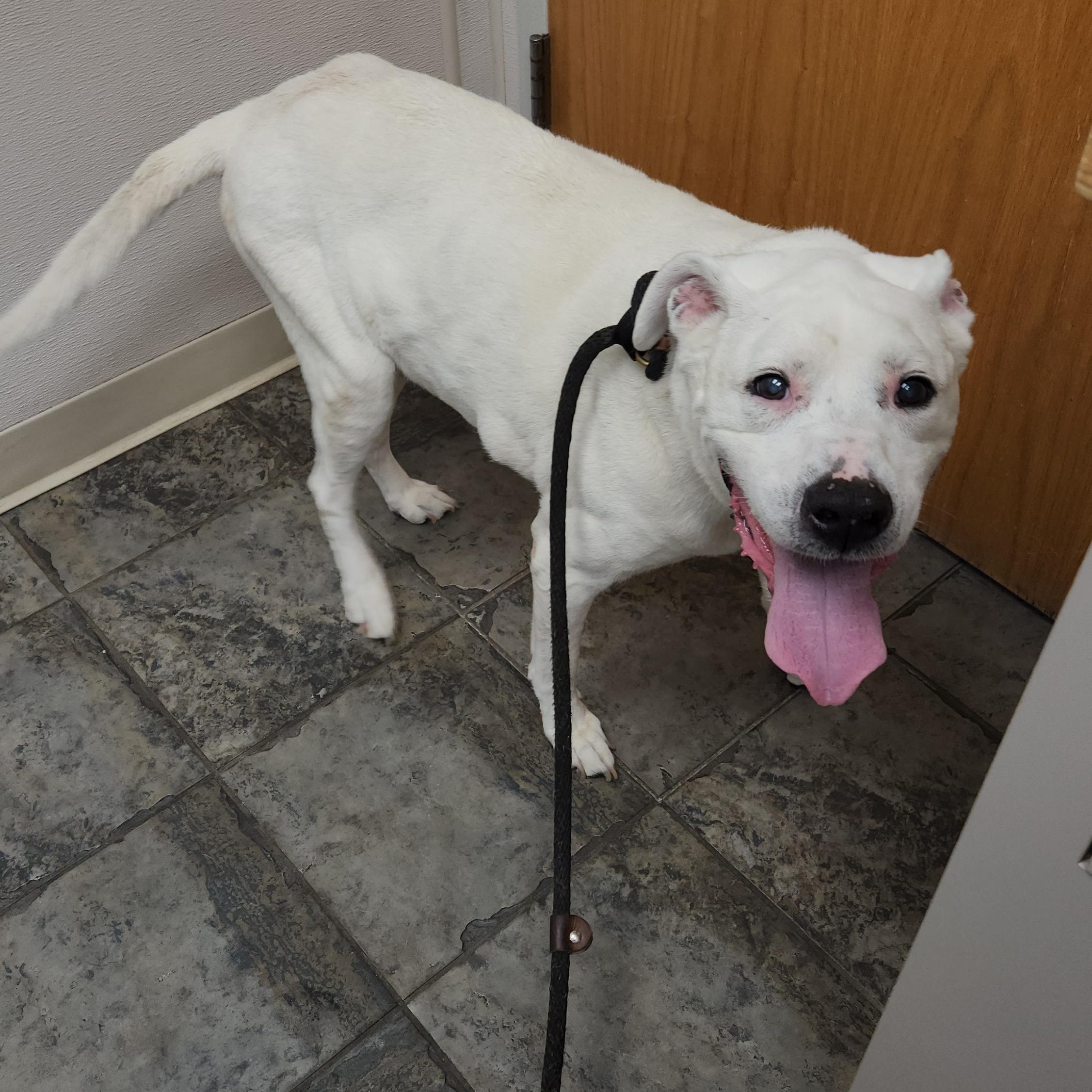 Dante, a ADOPTABLE Mixed Breed in Clifton, NJ image 3/4