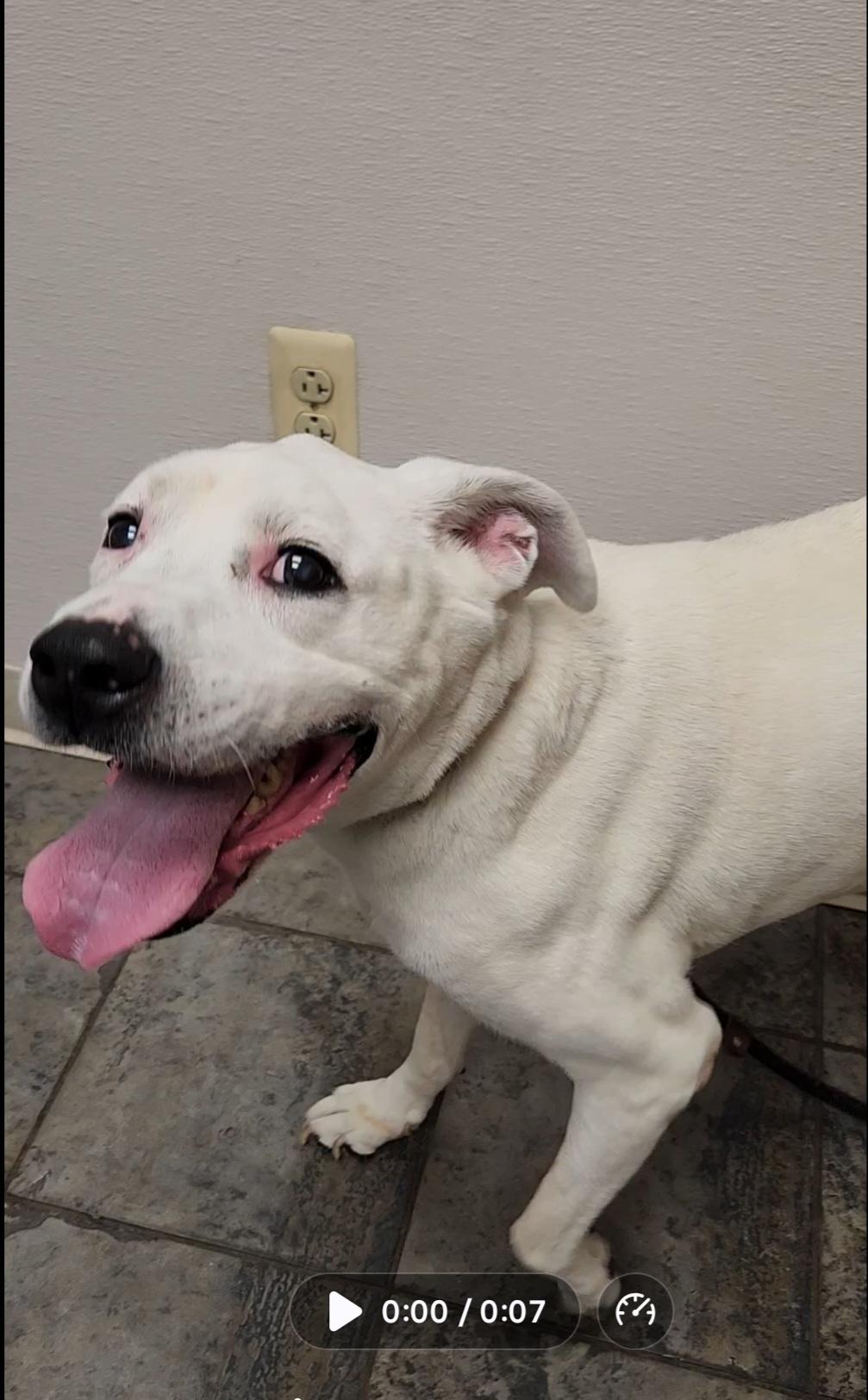 Dante, a ADOPTABLE Mixed Breed in Clifton, NJ image 4/4