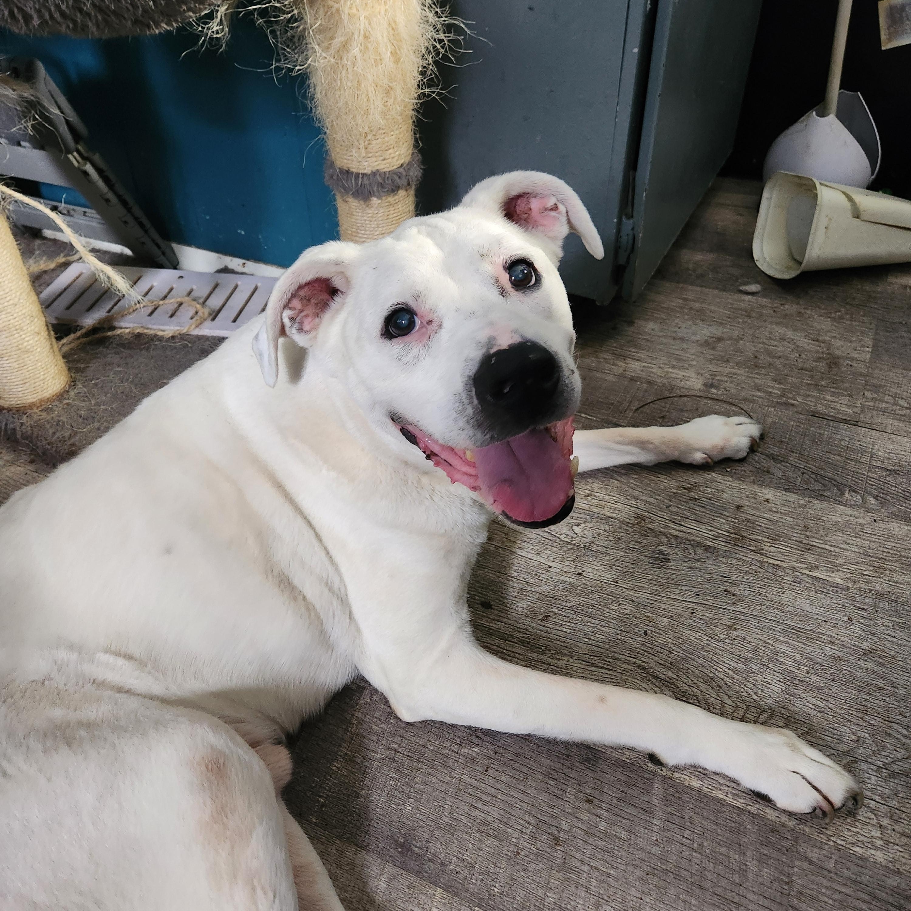Dante, a ADOPTABLE Mixed Breed in Clifton, NJ image 1/4