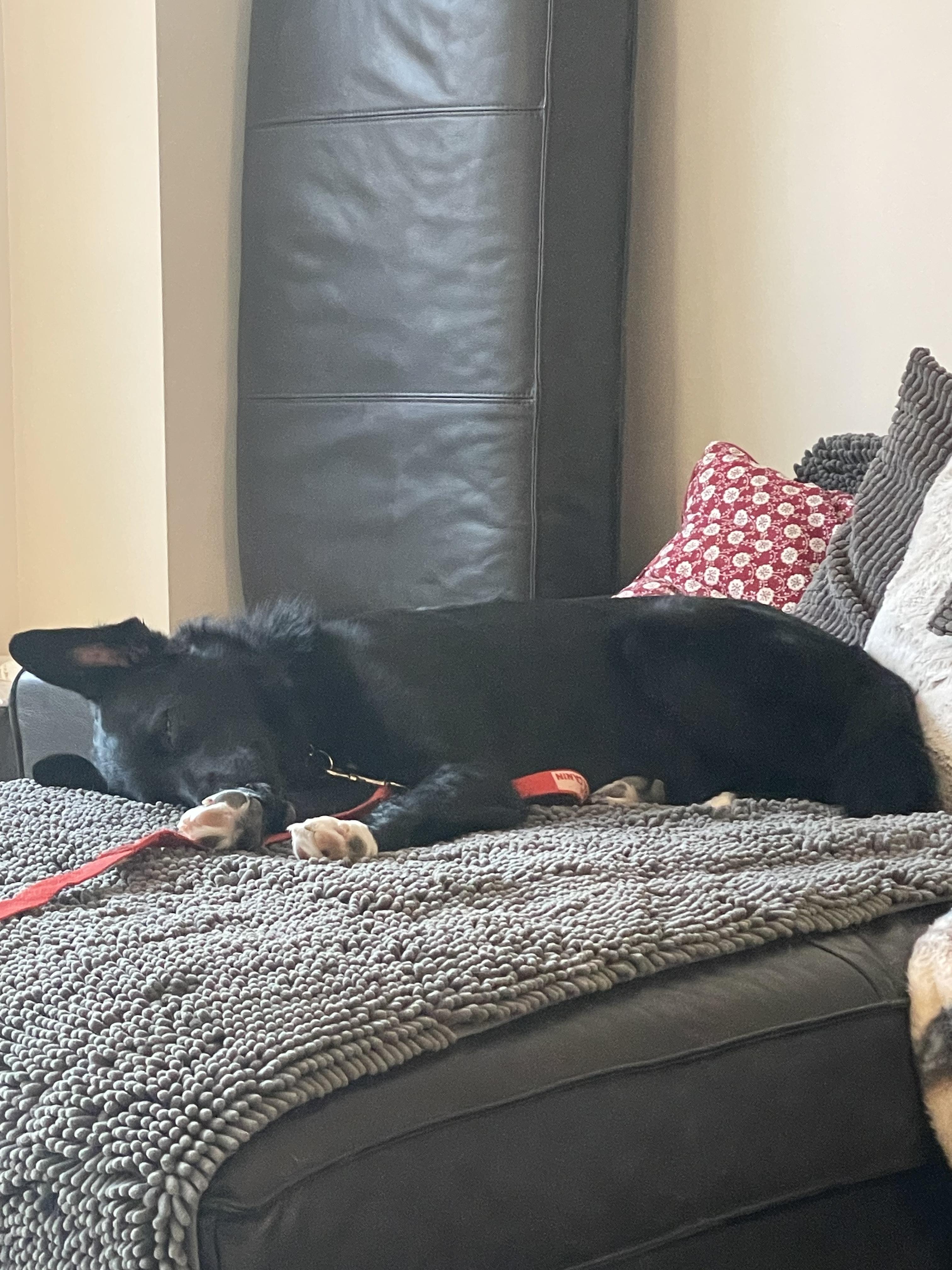 Bunny, Adoptable, Adult Female Mixed Breed.