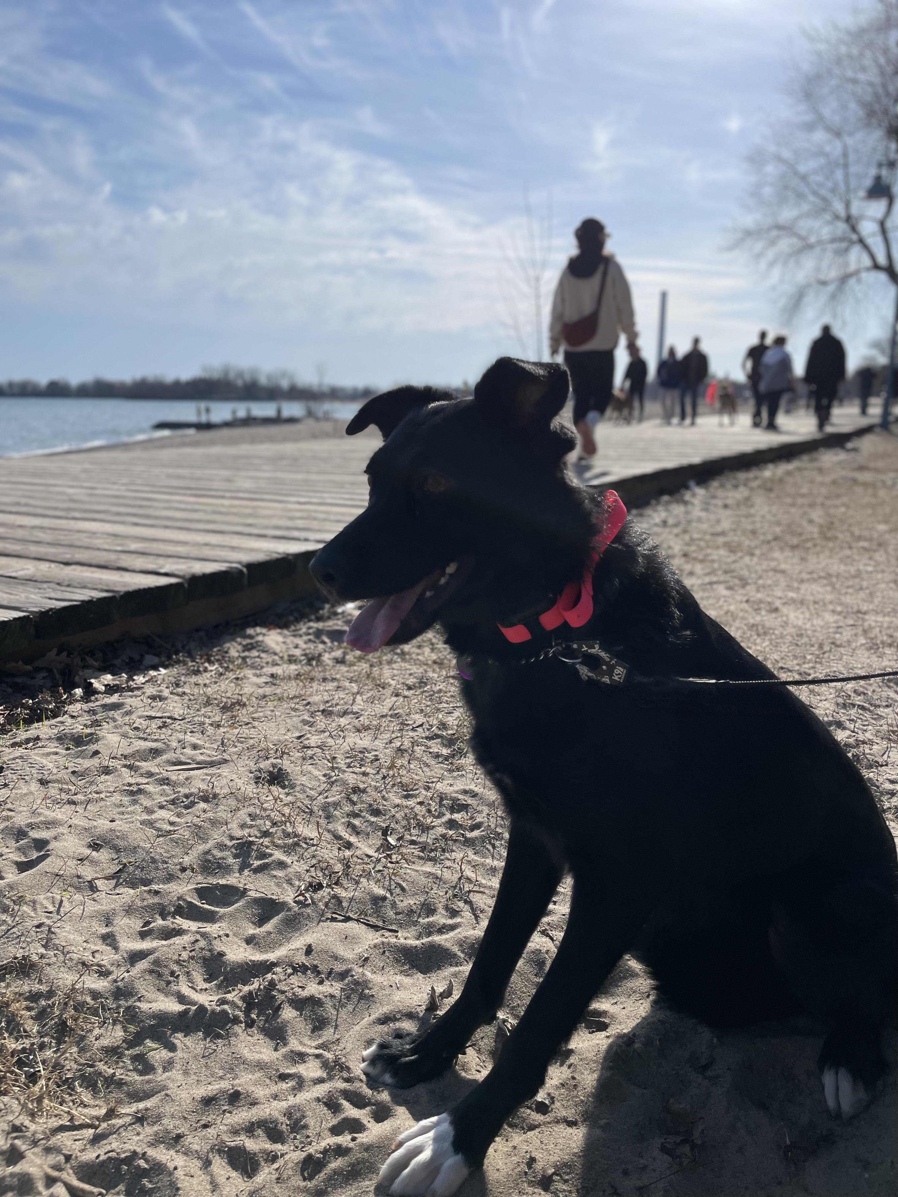 Bunny, a Adoptable Mixed Breed in North York, ON image 2/6