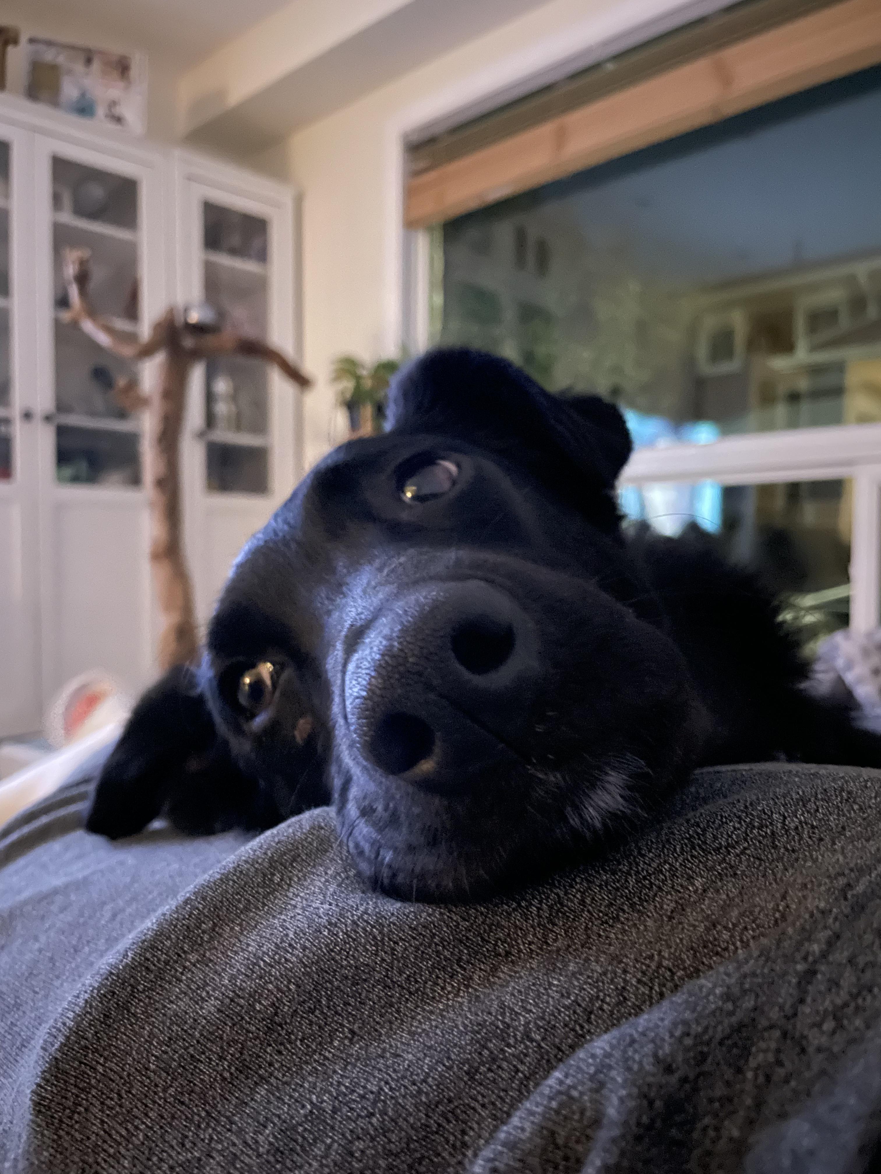 Bunny, a Adoptable Mixed Breed in North York, ON image 3/6