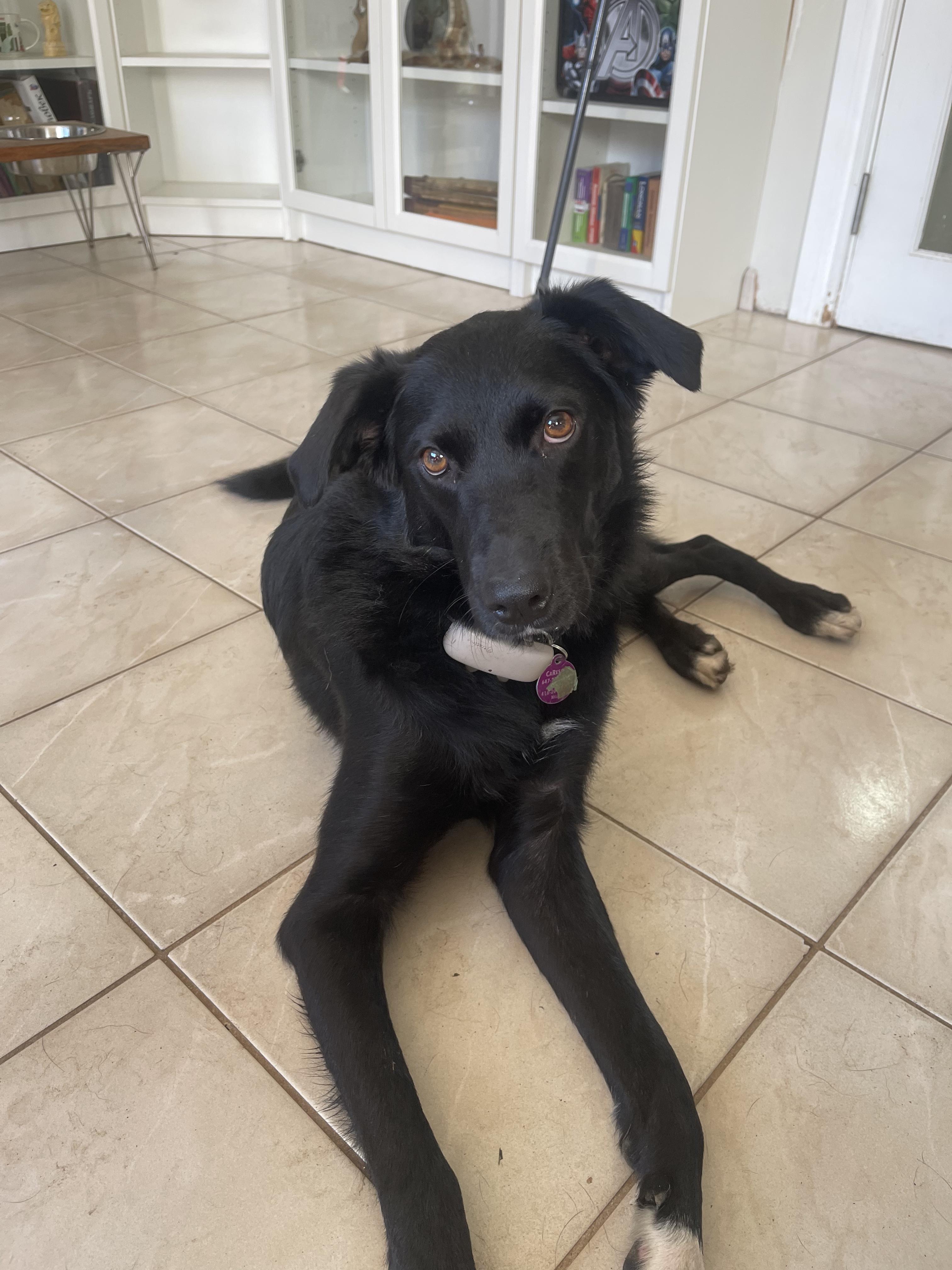 Bunny, a Adoptable Mixed Breed in North York, ON image 4/6