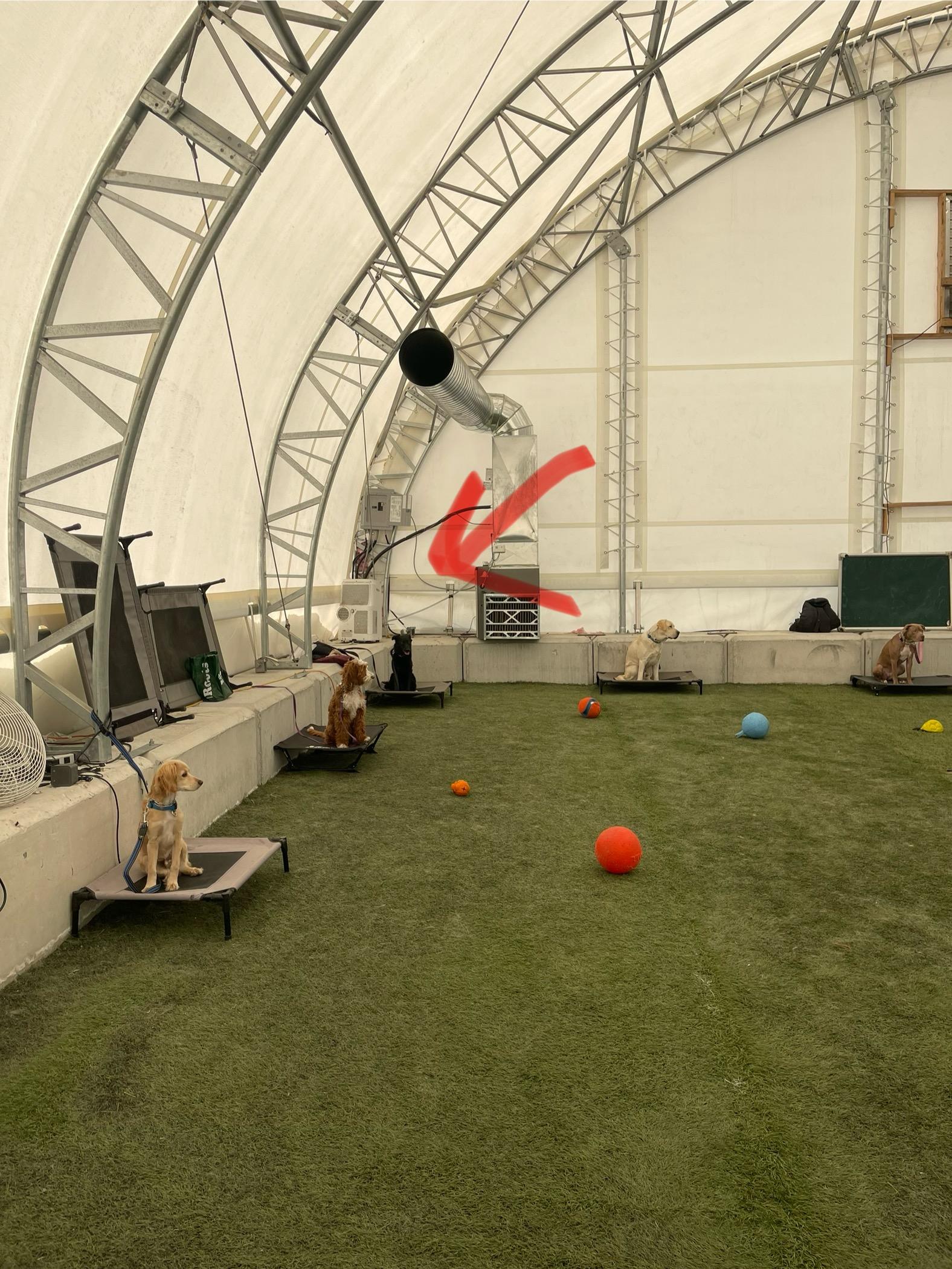 Bunny, a Adoptable Mixed Breed in North York, ON image 5/6