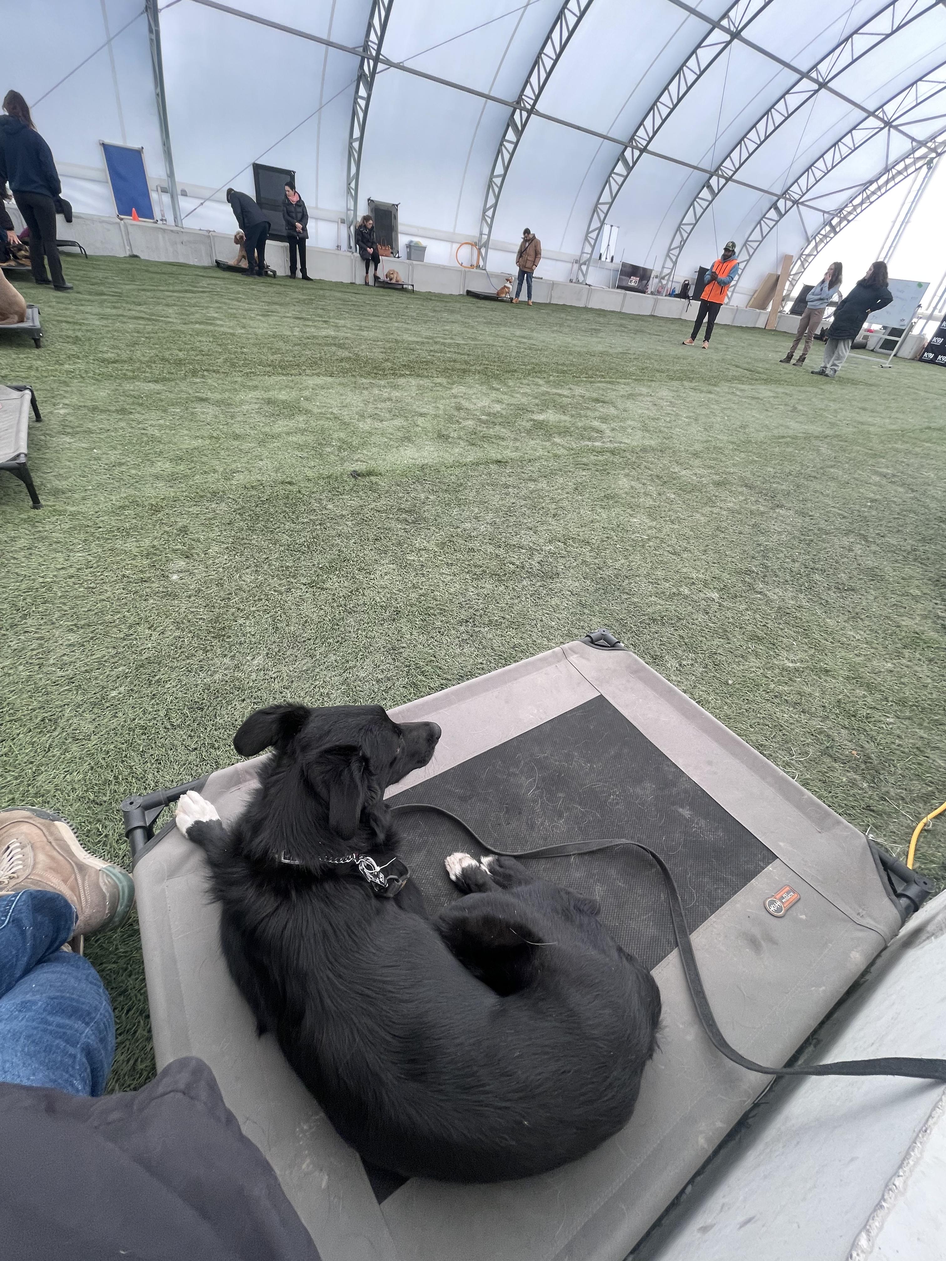 Bunny, a Adoptable Mixed Breed in North York, ON image 6/6